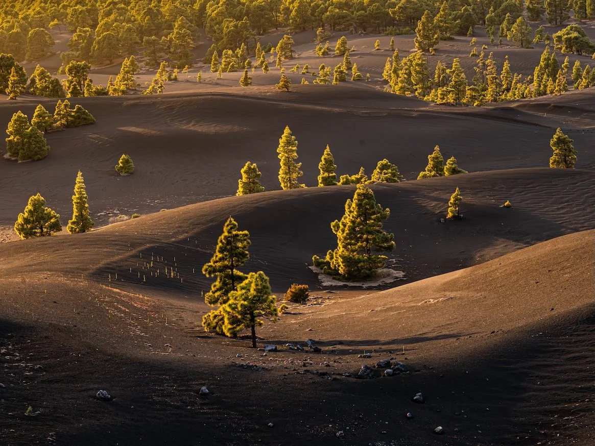 Volcanic Forest - Canary Islands

  Land + Terrain, Life + Ecology  