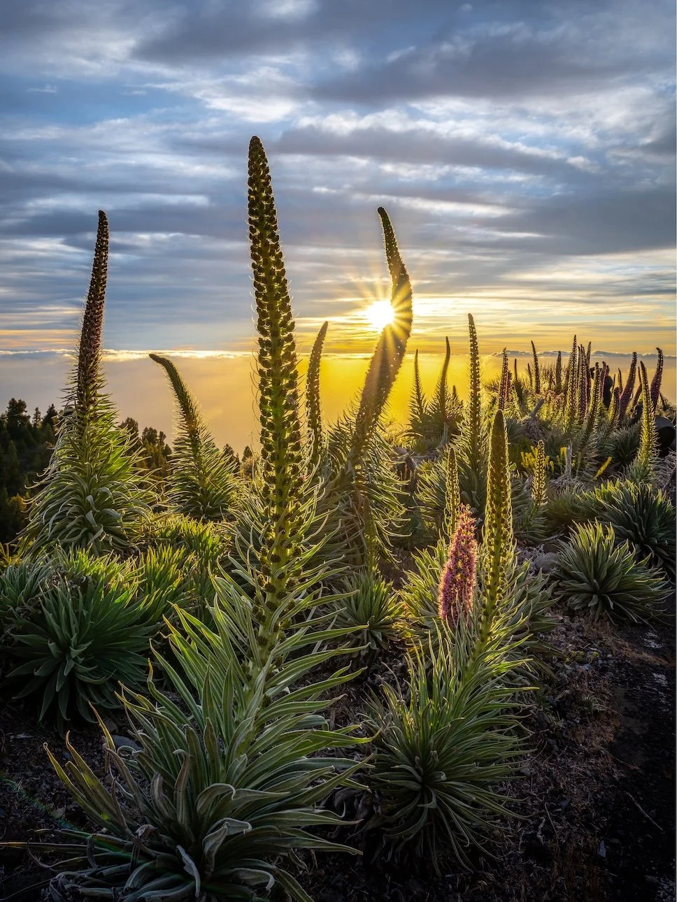 Towards the Light - Canary Islands 

  Life + Ecology, Atmosphere + Light  