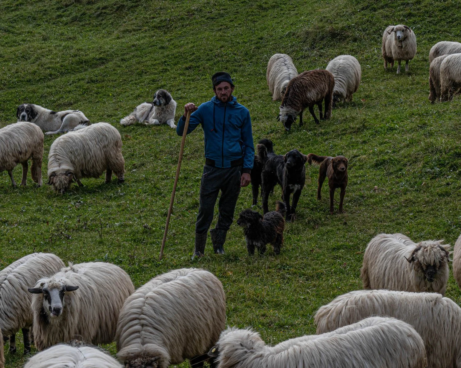 A man with a staff standing among sheep and dogs in a green pasture.