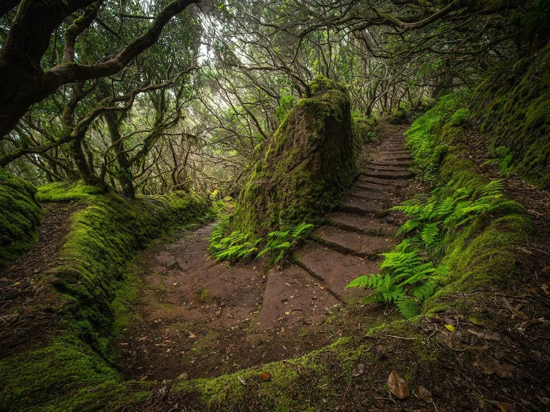 Wooded Steps.jpg
