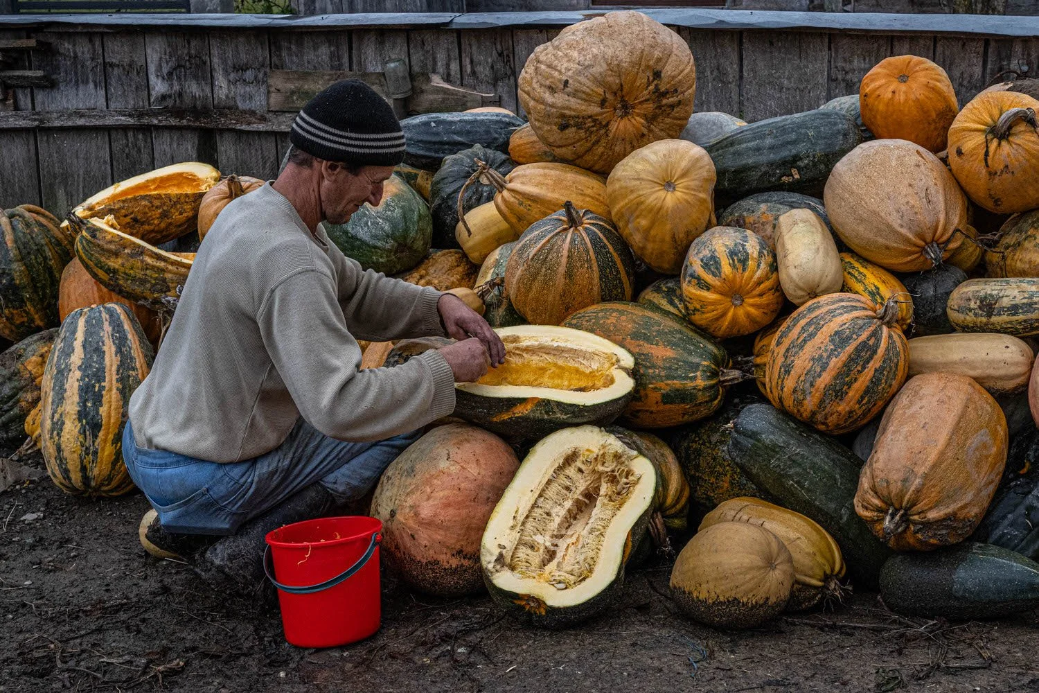 A man kneeling outdoors surrounded by a large pile of pumpkins and gourds, he is carving or cleaning a large pumpkin.
