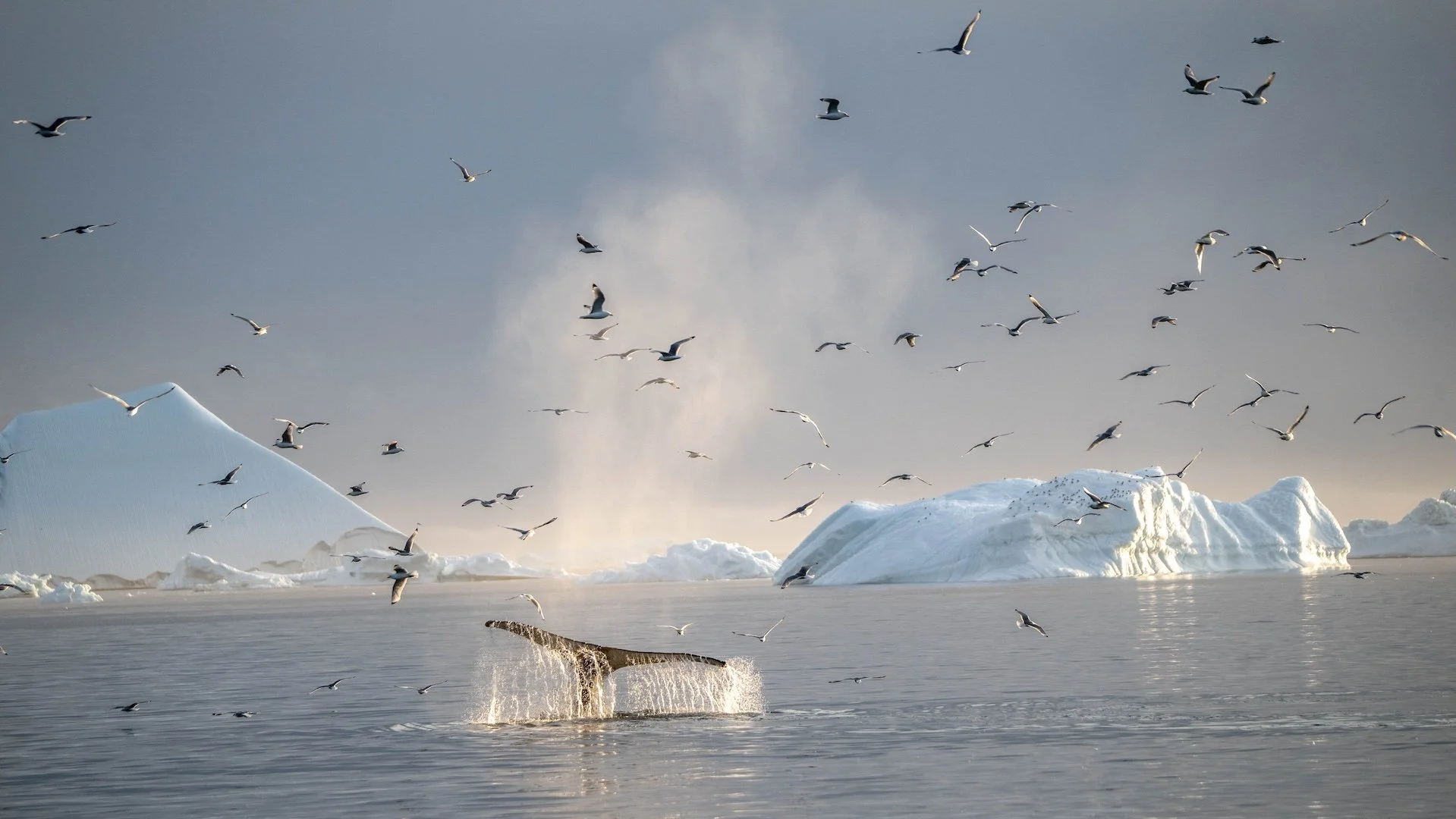 Arctic Gathering - Greenland 

  Water + Edges, Life + Ecology, Atmosphere + Light  