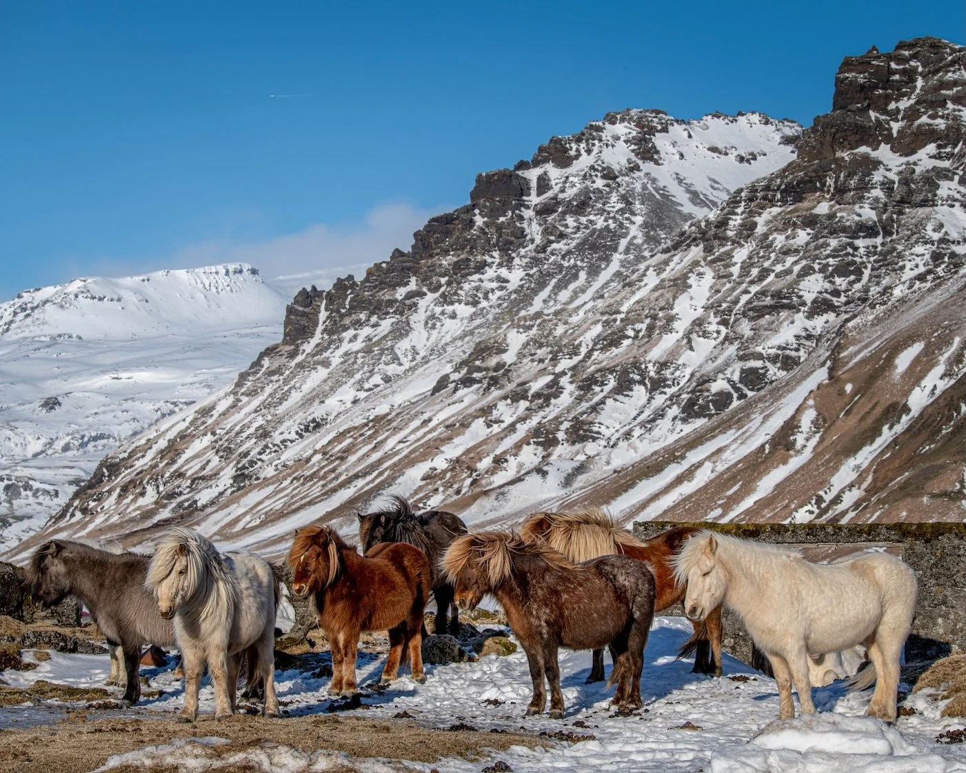 Icelandic Horses – Iceland 

  Land + Terrain, Life + Ecology  	