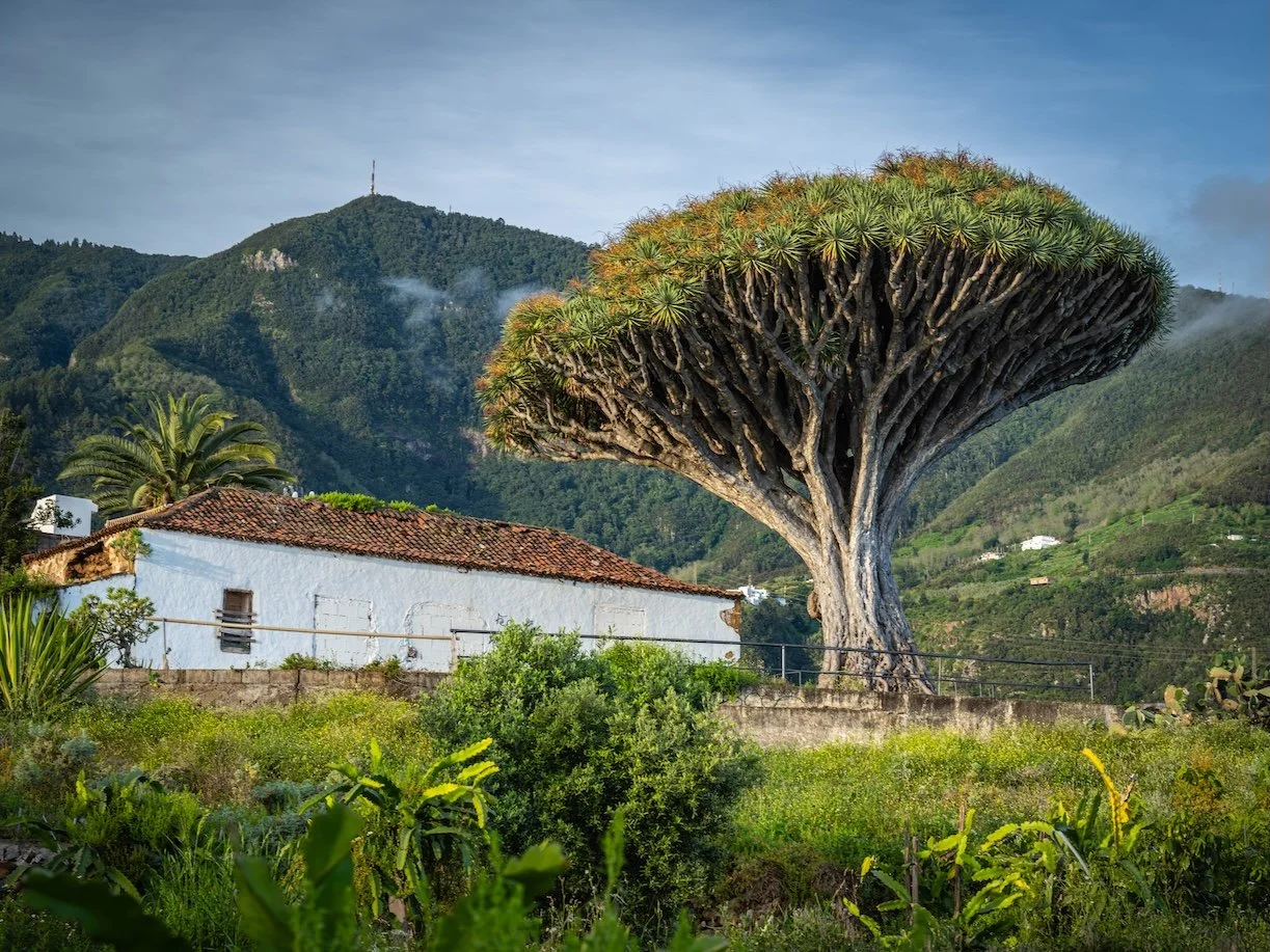 Rooted Place - Canary Islands
 
  People + Place, Life + Ecology, Land + Terrain  