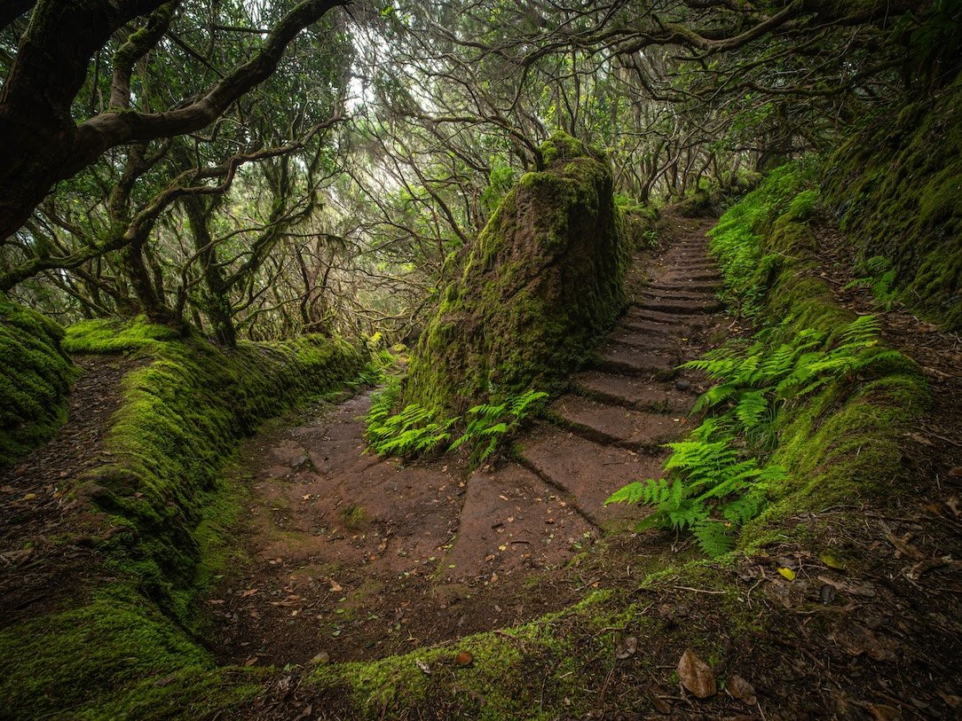 Forest Threshold - Canary Islands 

  Life + Ecology  