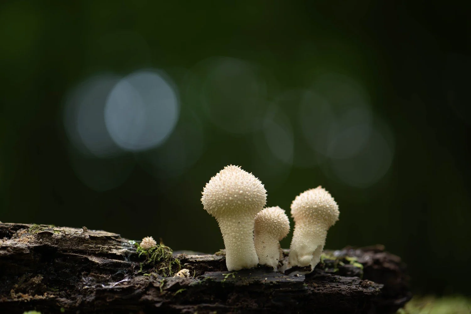 Gem-studded Puffballs, Somewhere

  Life + Ecology  	