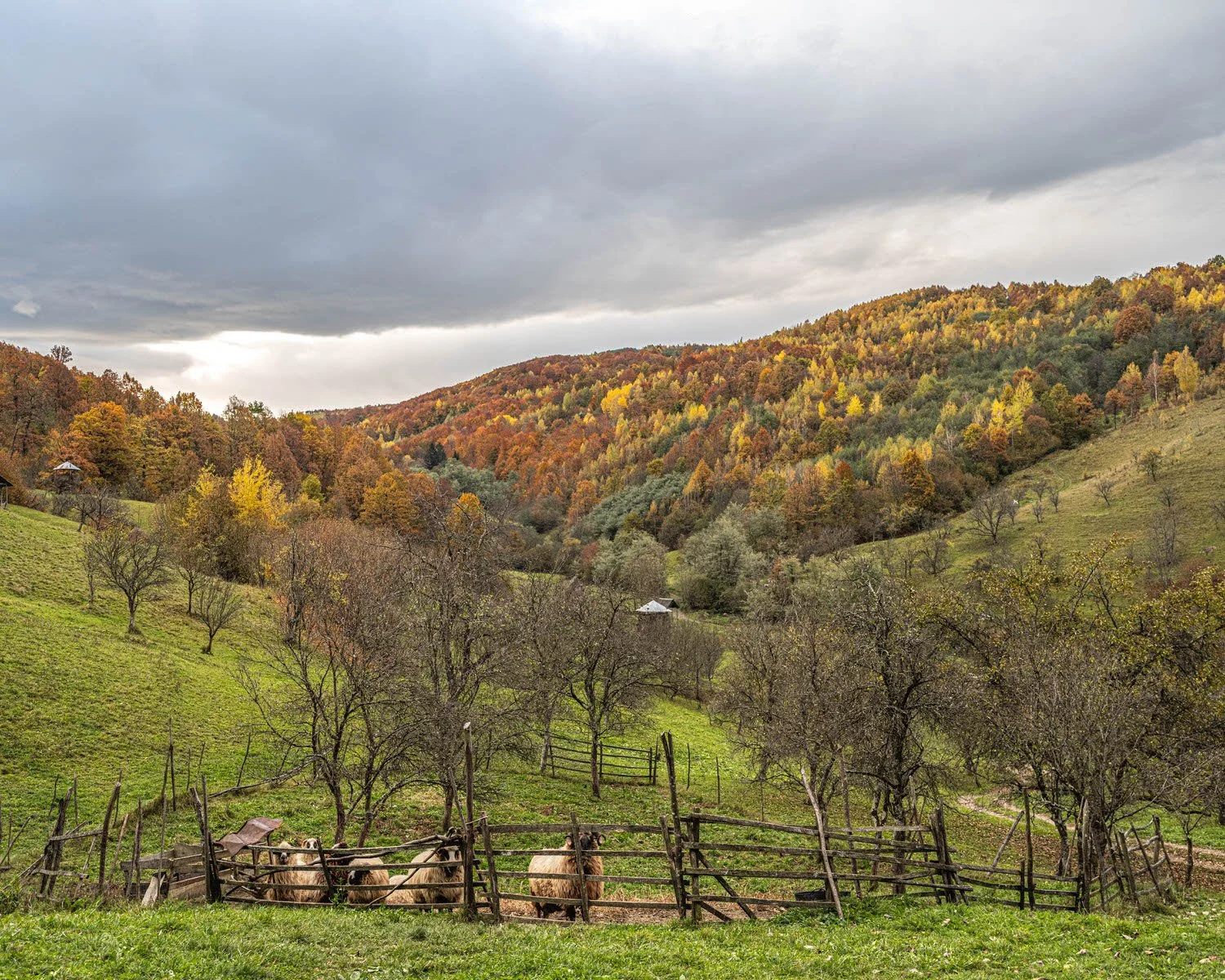 Fall landscape with rolling green hills, a small fenced area with sheep, autumn trees in various colors, and cloudy sky.