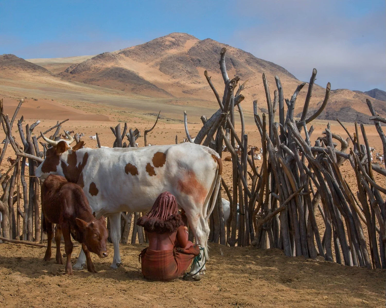 Morning Milking, northern Namibia

  Arid + Desert, People + Community  	