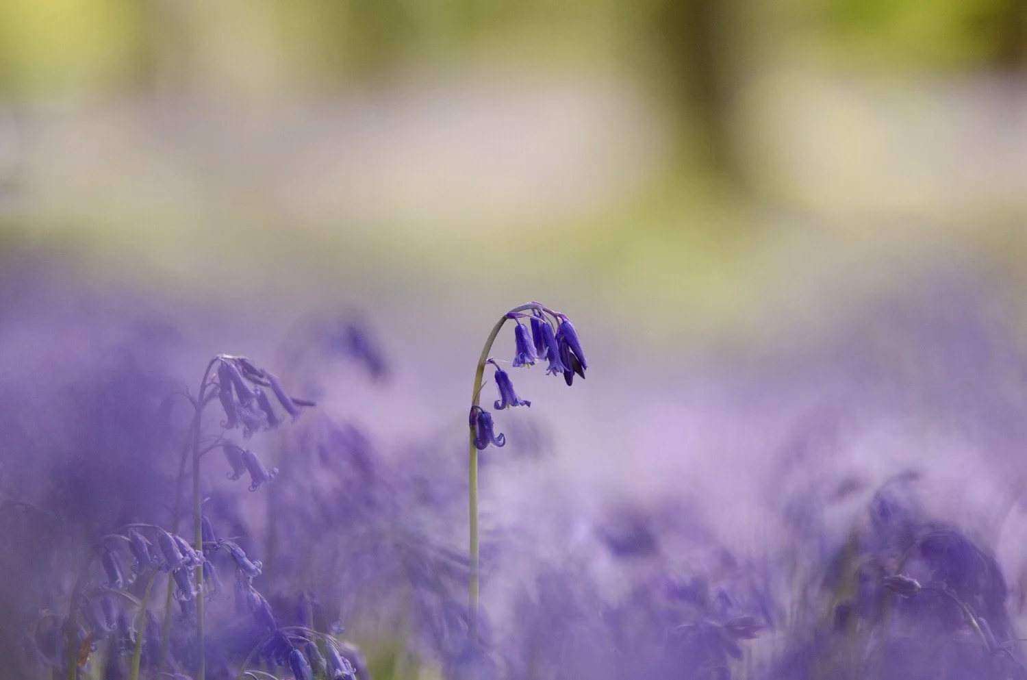 Bluebell In Focus, Dorset

  Life + Ecology  
