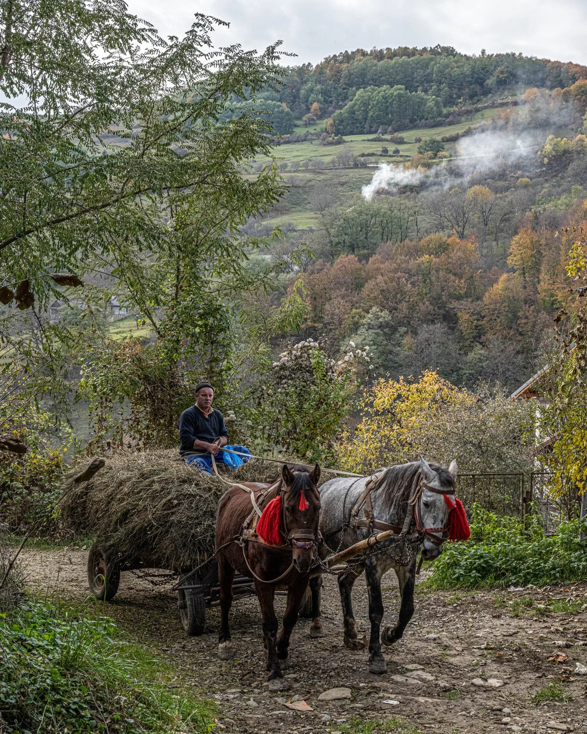 A man riding a horse-drawn cart loaded with hay, set in a rural landscape with trees and rolling hills.