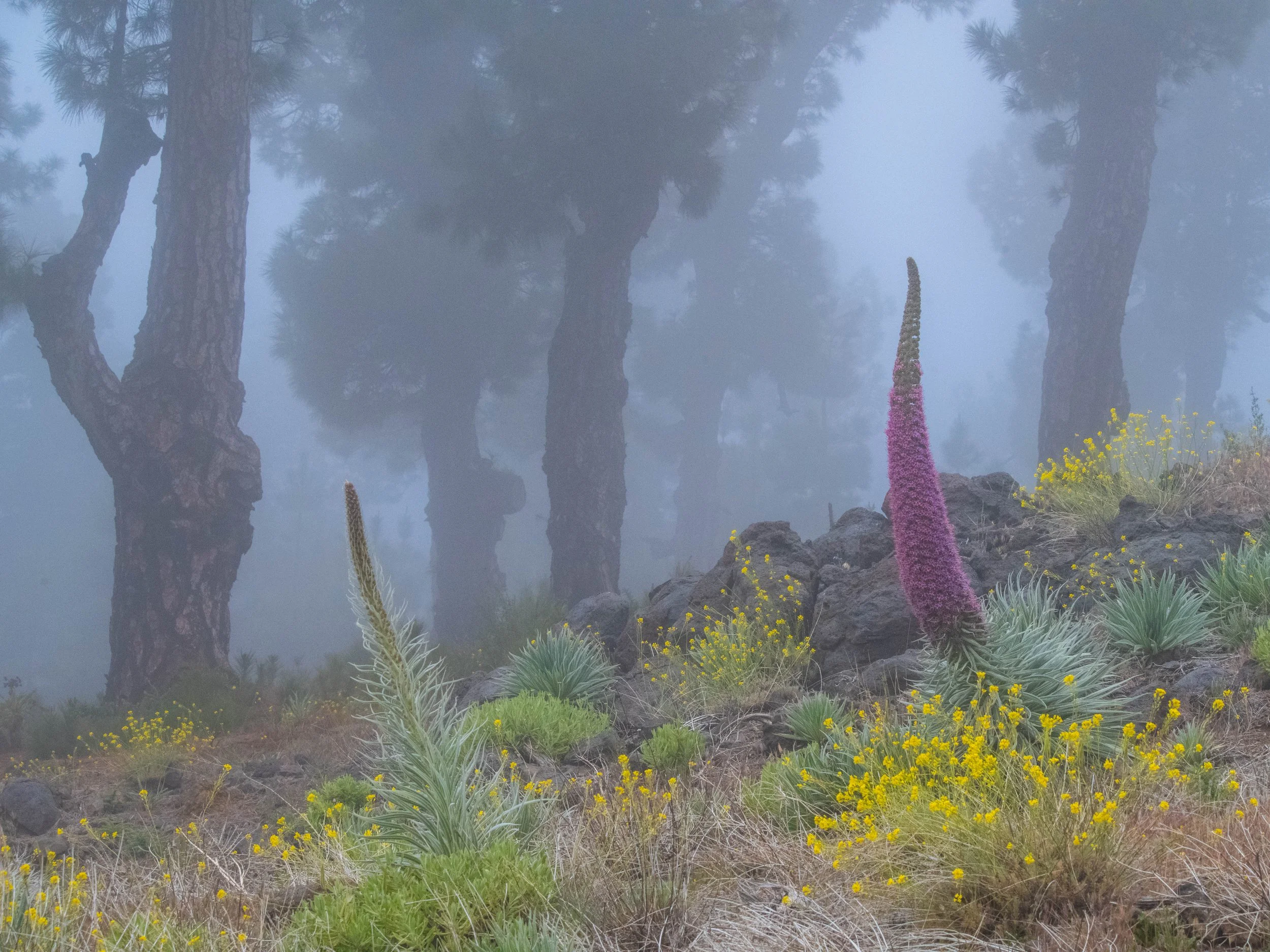 misty flowers.jpg