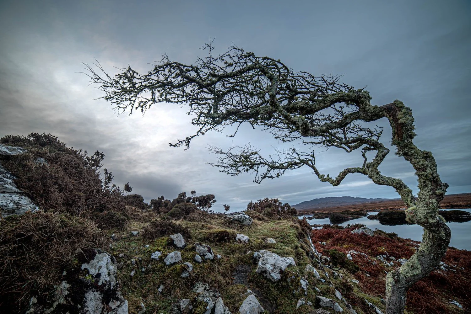 Shaped By Wind,  Ireland	

  Land + Terrain, Life + Ecology  	