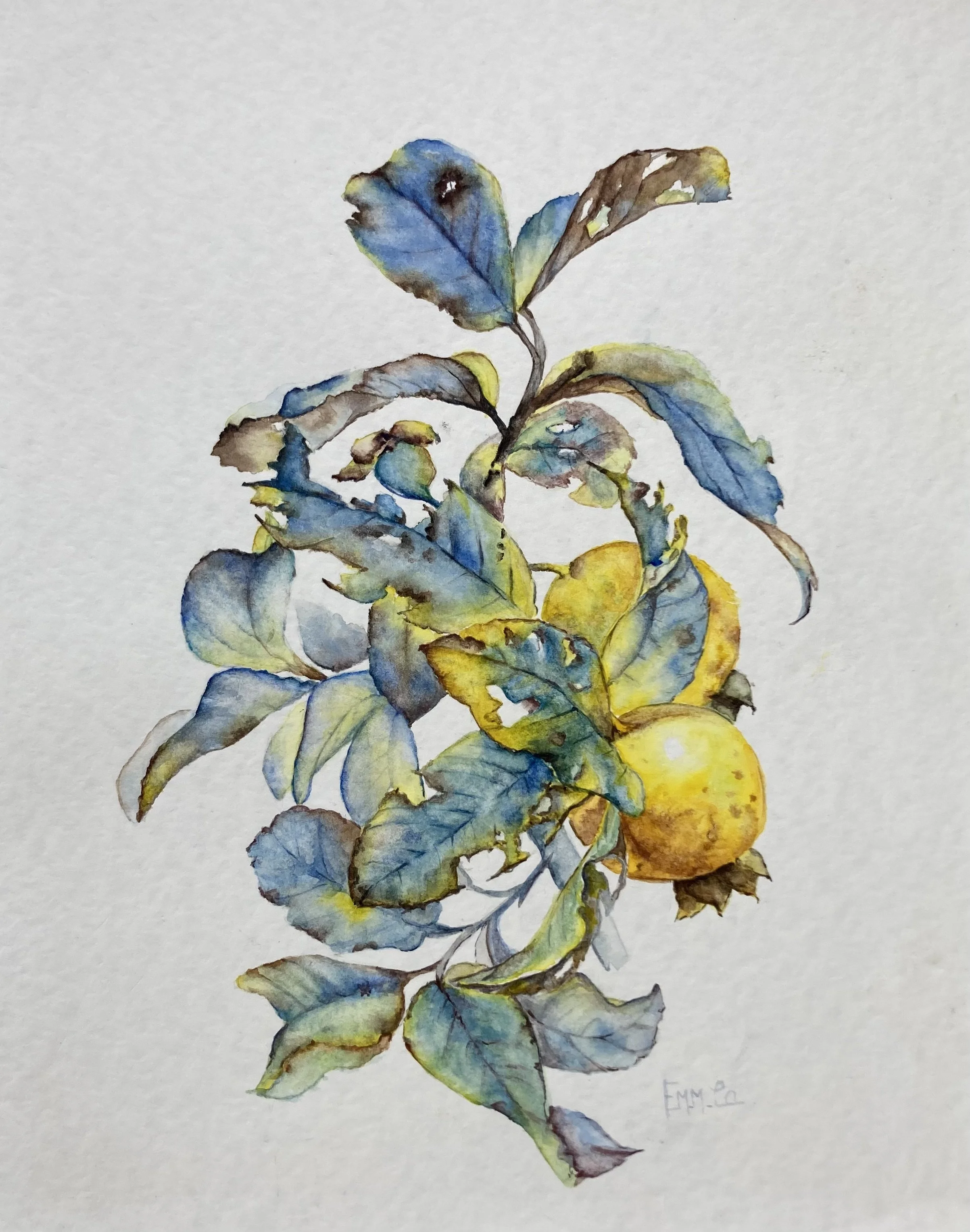 Une aquarelle représentant un rameau avec des feuilles vertes et jaunes, et deux fruits jaunes, aquarelle Emmanuelle Courty