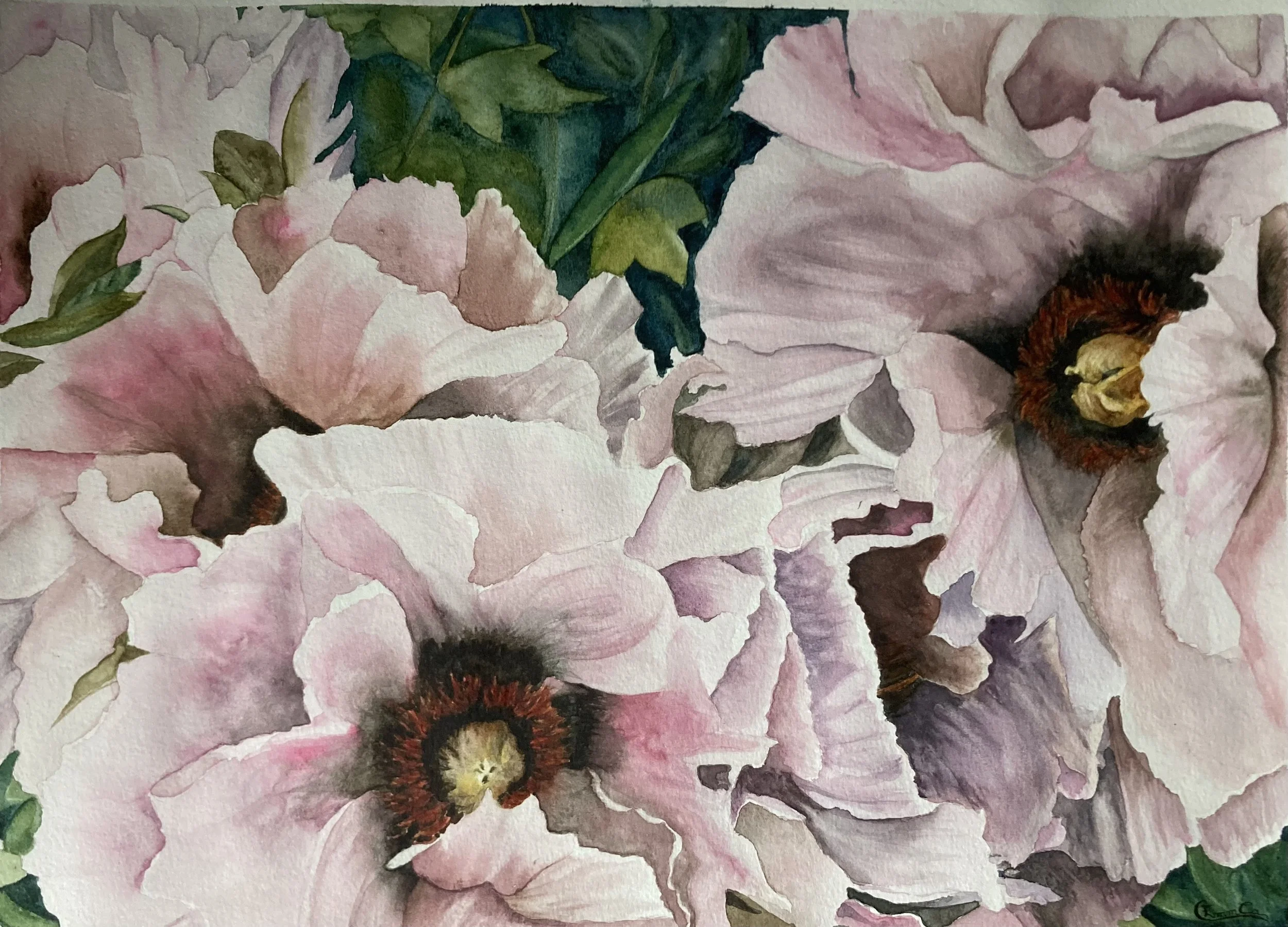 Pivoines roses, aquarelle Emmanuelle Courty