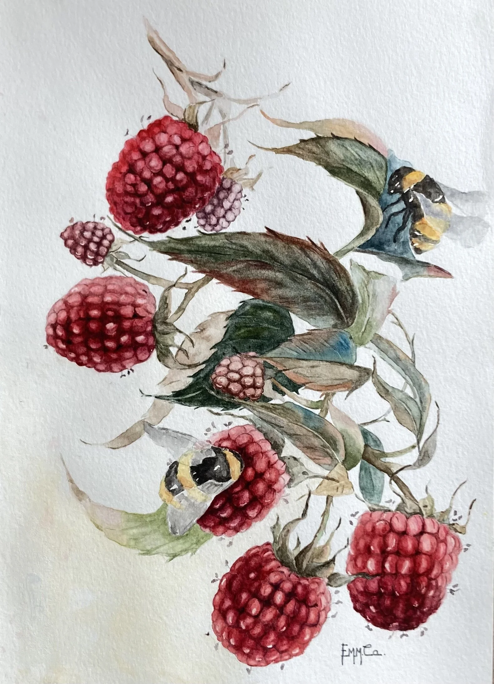 Framboises, abeilles, aquarelle Emmanuelle Courty