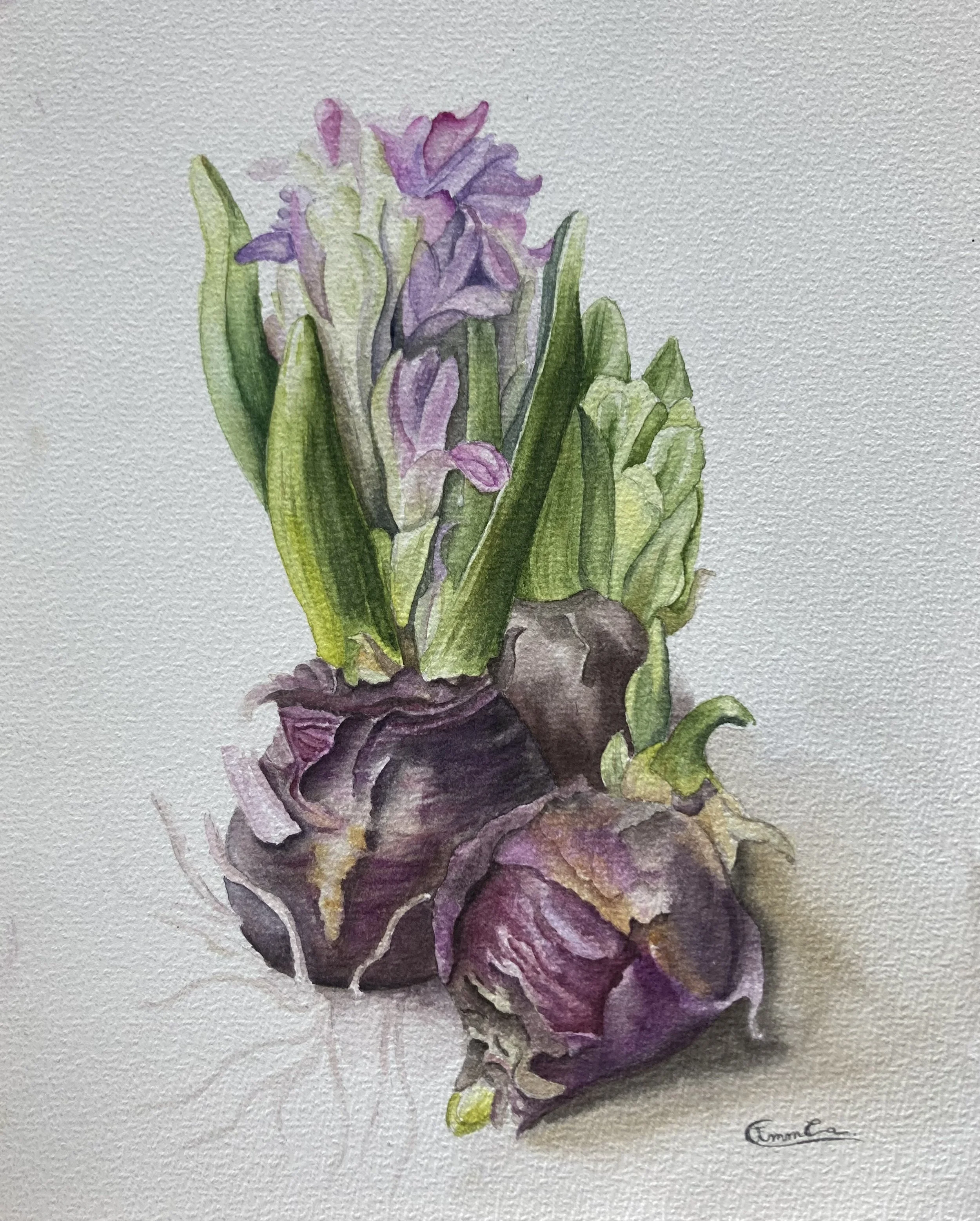 Aquarelle représentant des bulbes d'iris violets et verts.