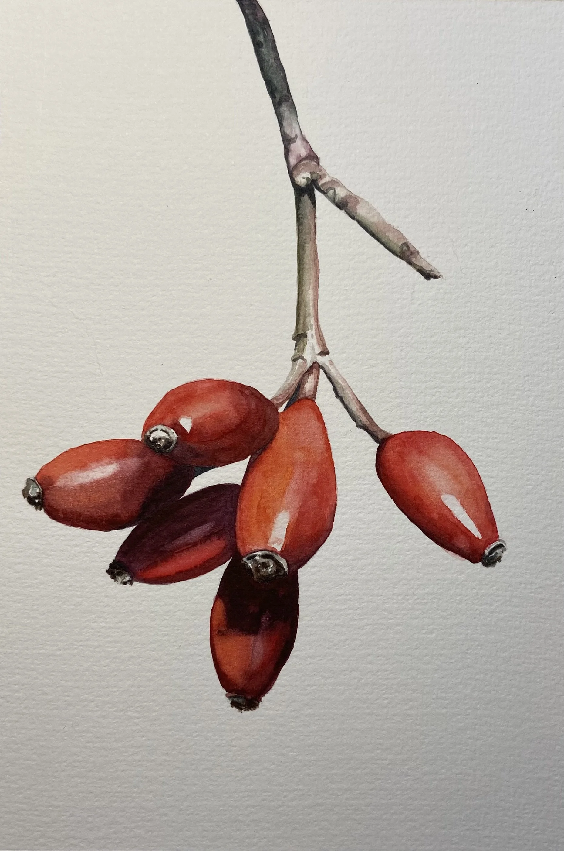 Eglantier, rosier sauvage, aquarelle Emmanuelle Courty