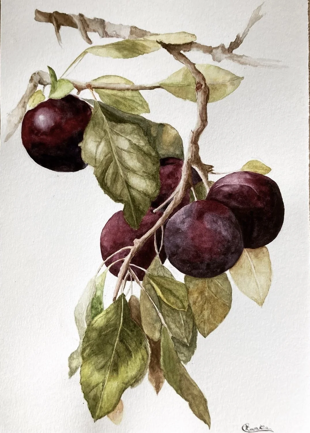 Prune, aquarelle Emmanuelle Courty