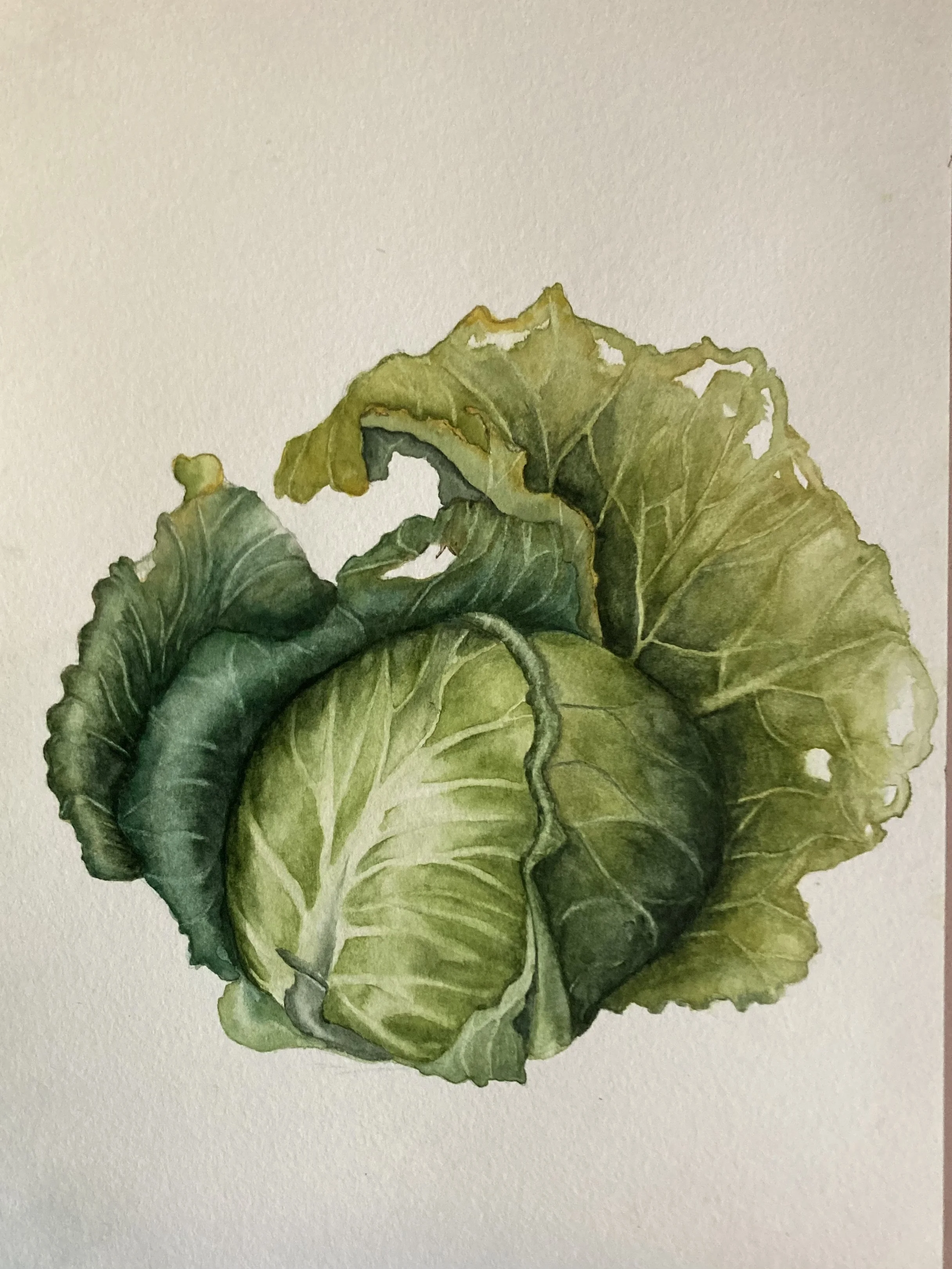 chou vert, aquarelle Emmanuelle Courty