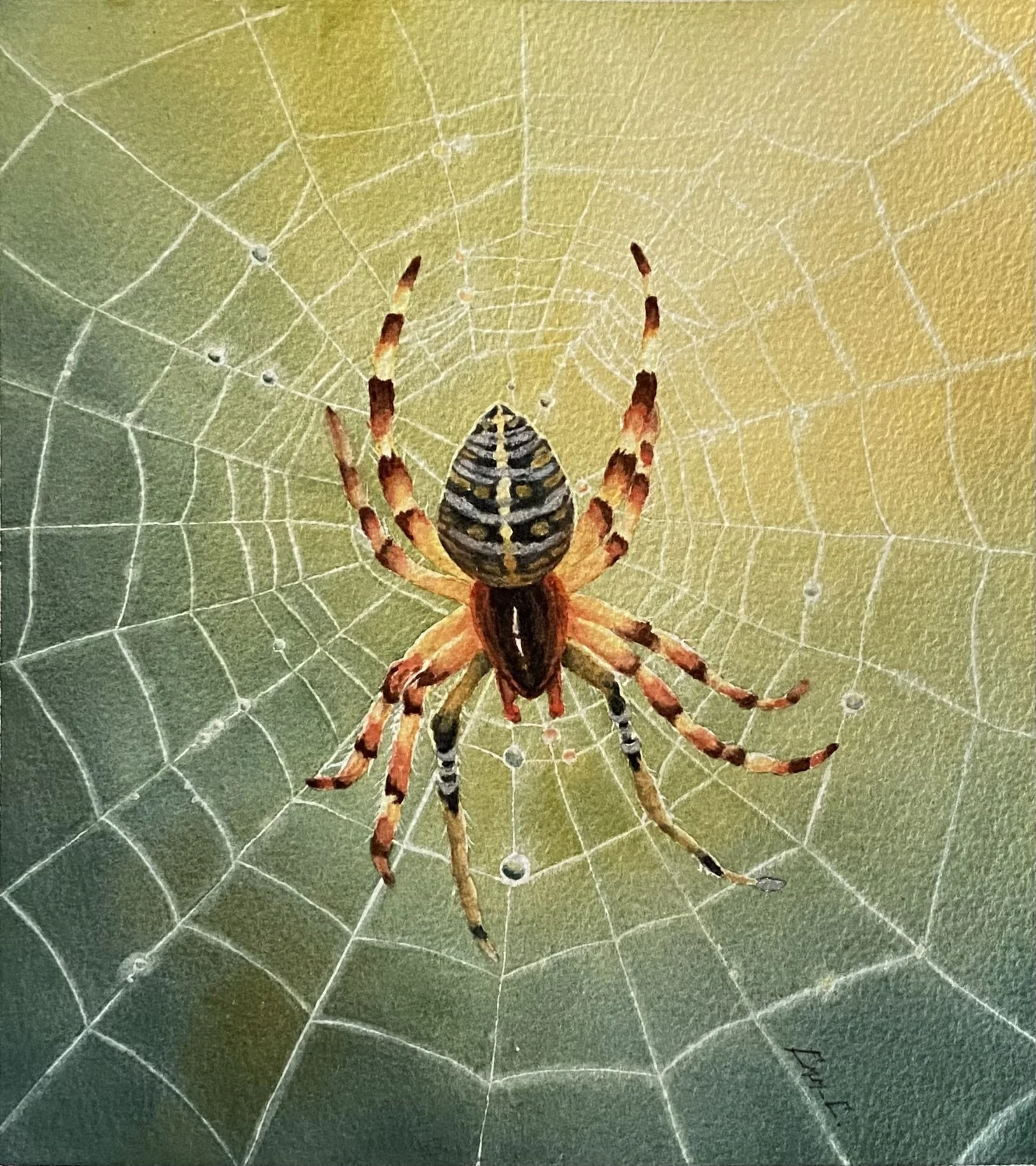 Une araignée colorée au centre de sa toile, avec des gouttes d'eau sur la toile, sur un fond flou vert et jaune.