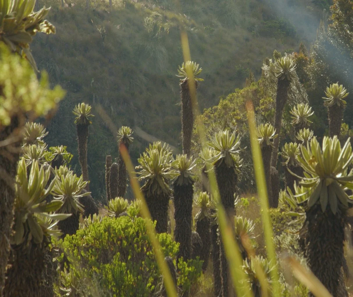 Plantación de grandes cactus en un paisaje árido con colinas y vegetación en el fondo bajo la luz del sol.