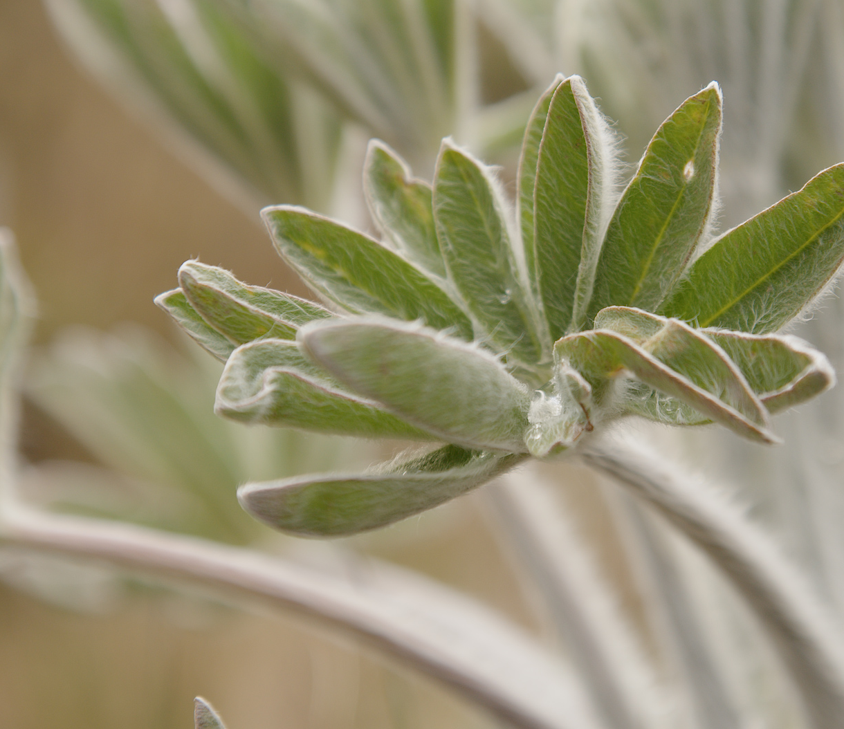 Detalles de hojas verdes y peludas de una planta aromática, probablemente lavanda.