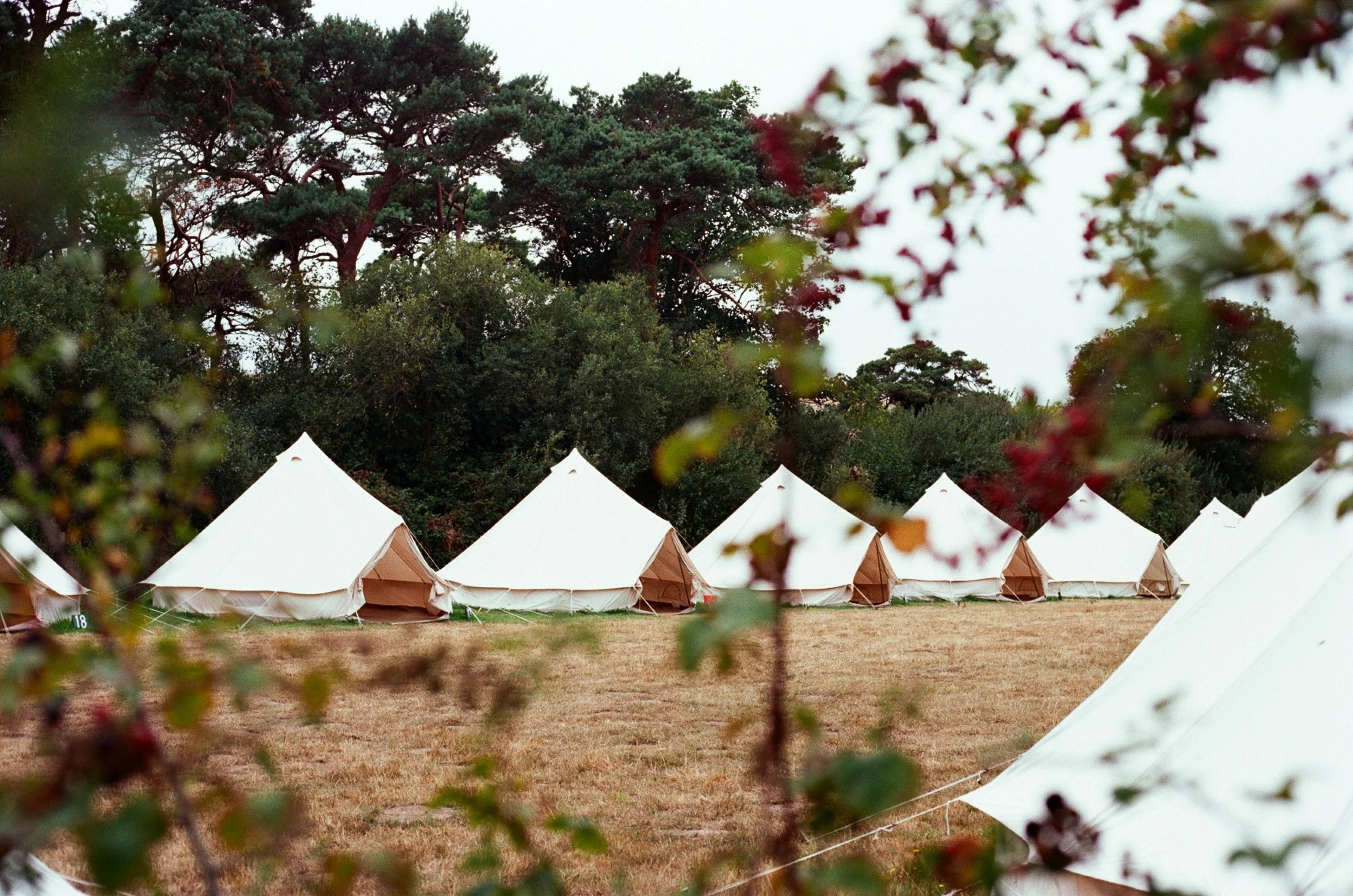 A row of white canvas glamping tents set up on a grassy field, with trees in the background and some branches and leaves in the foreground.