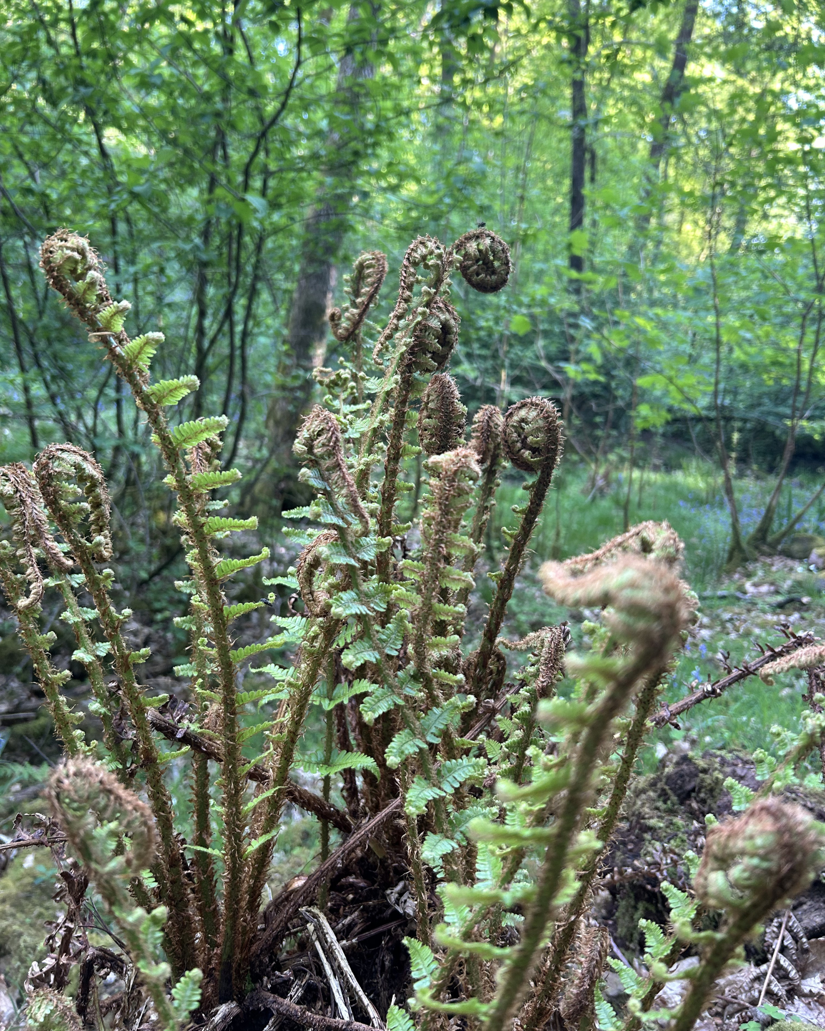 Ferns in a forest, with curled fern fronds beginning to unroll, surrounded by green foliage and trees.