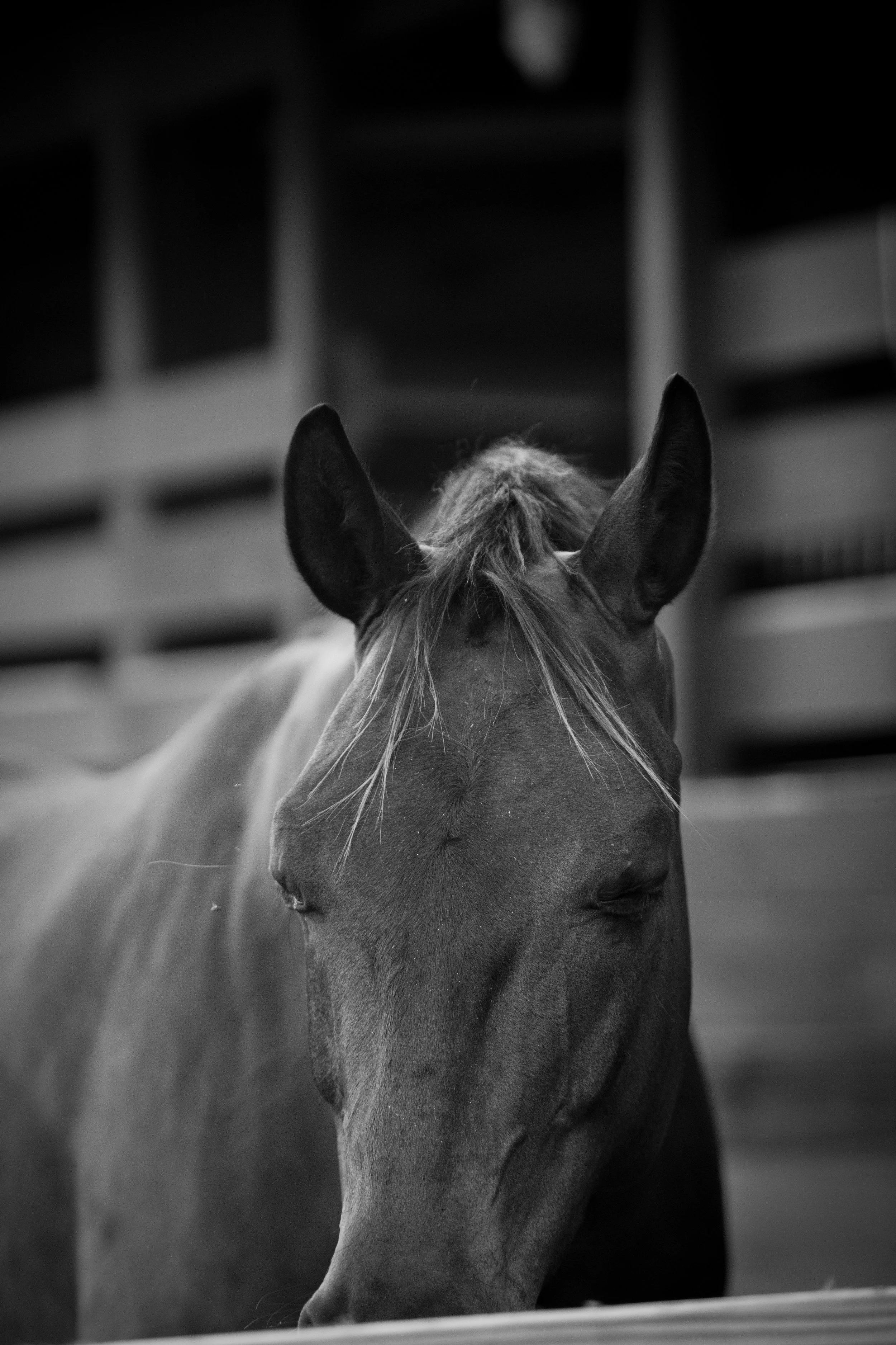 Moody black-and-white equine photography capturing a quiet moment at the stable