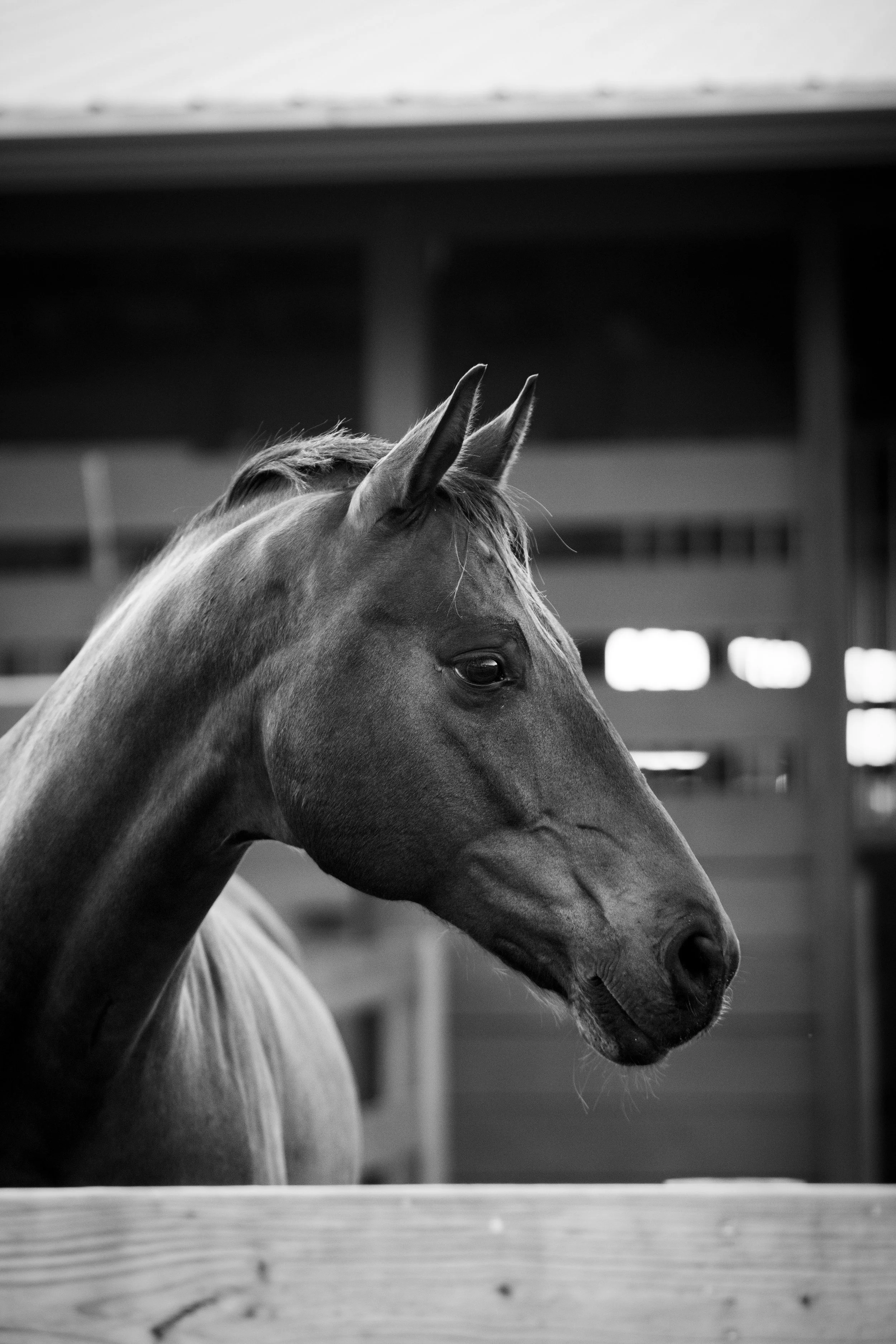 Moody black-and-white equine photography highlighting strength and soul