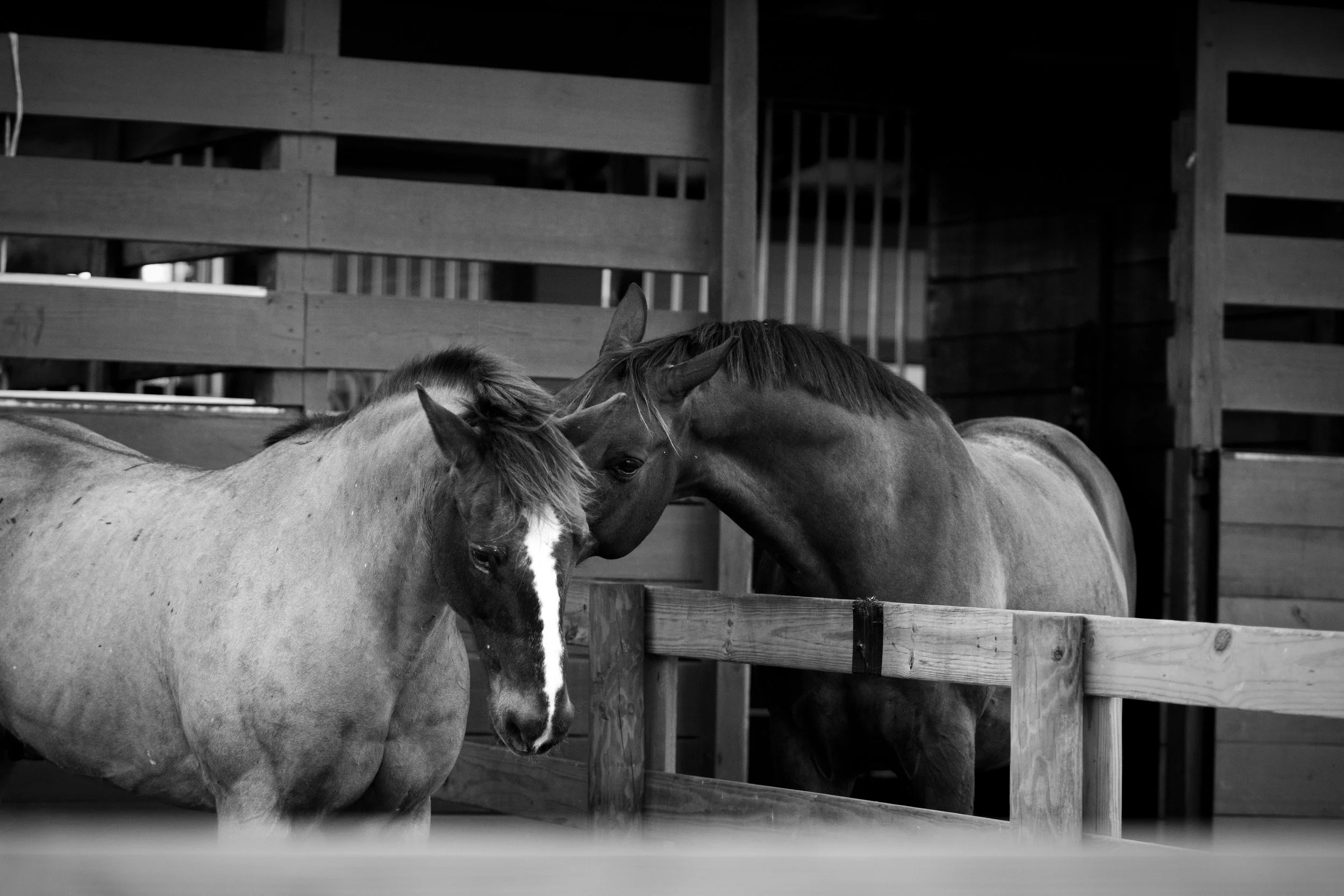 Artistic horse photography highlighting movement, texture, and emotion