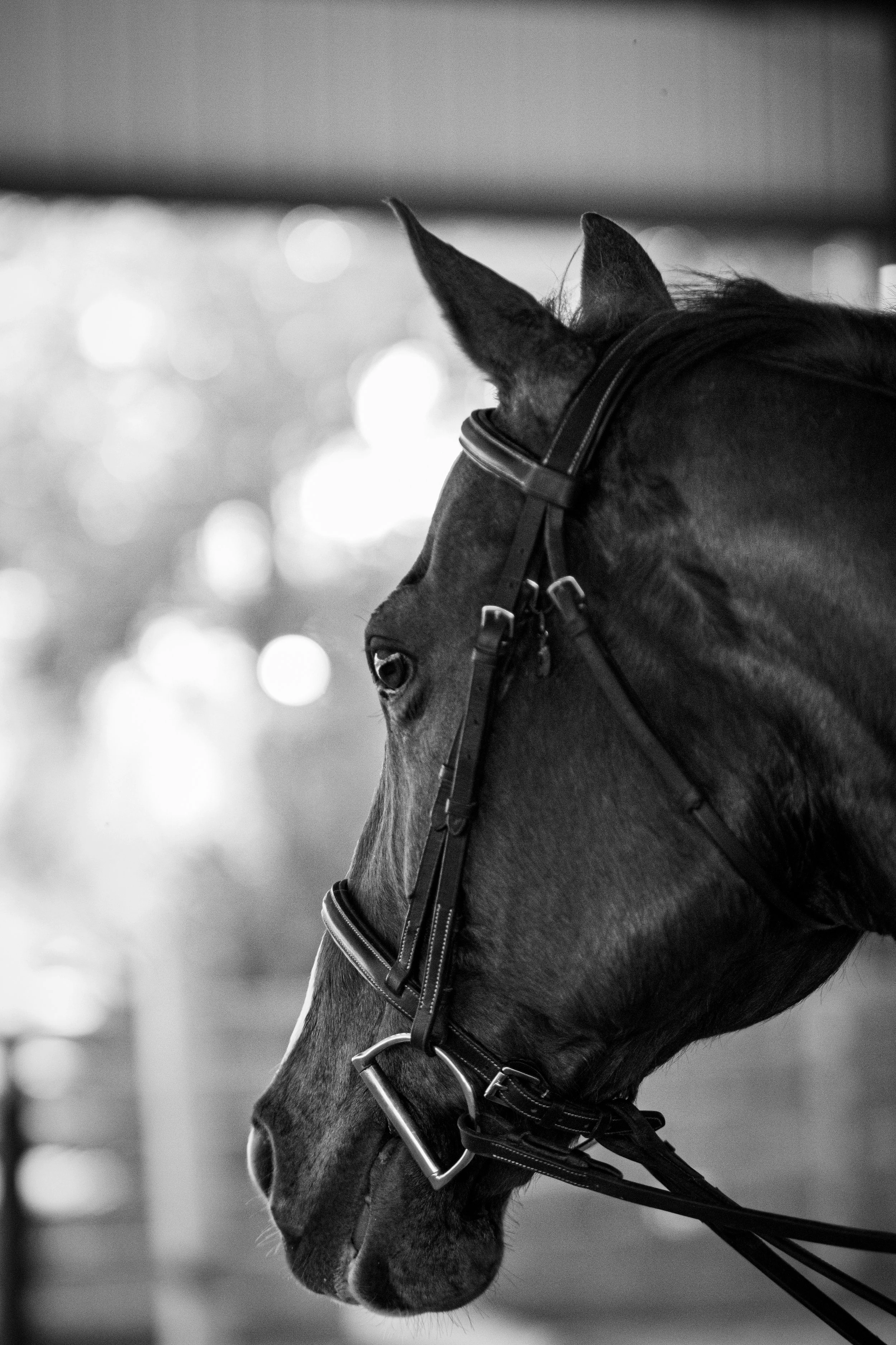 Professional equine photographer showcasing elegant horse portrait in natural light