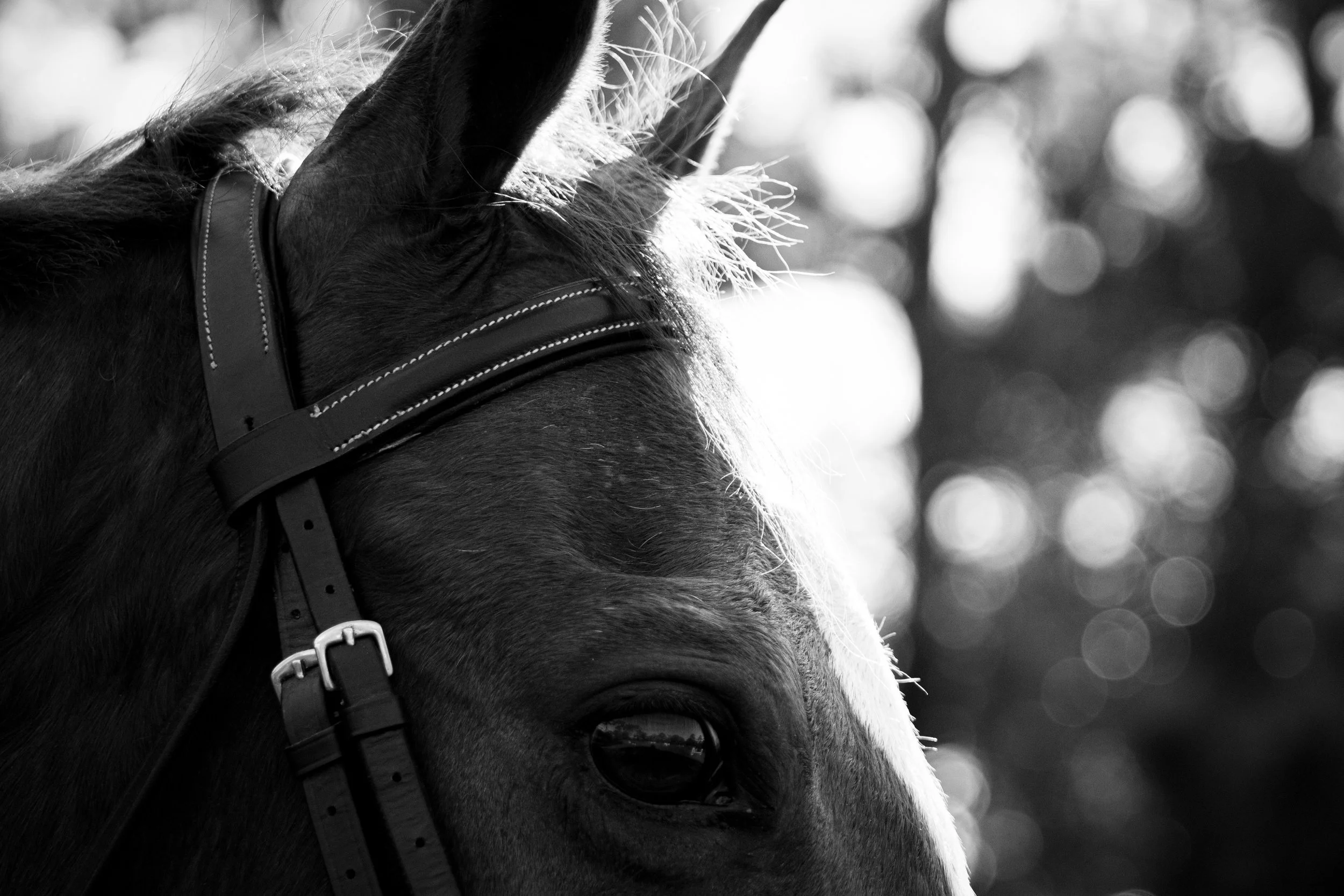 Equine photographer serving Florida capturing fine art horse imagery