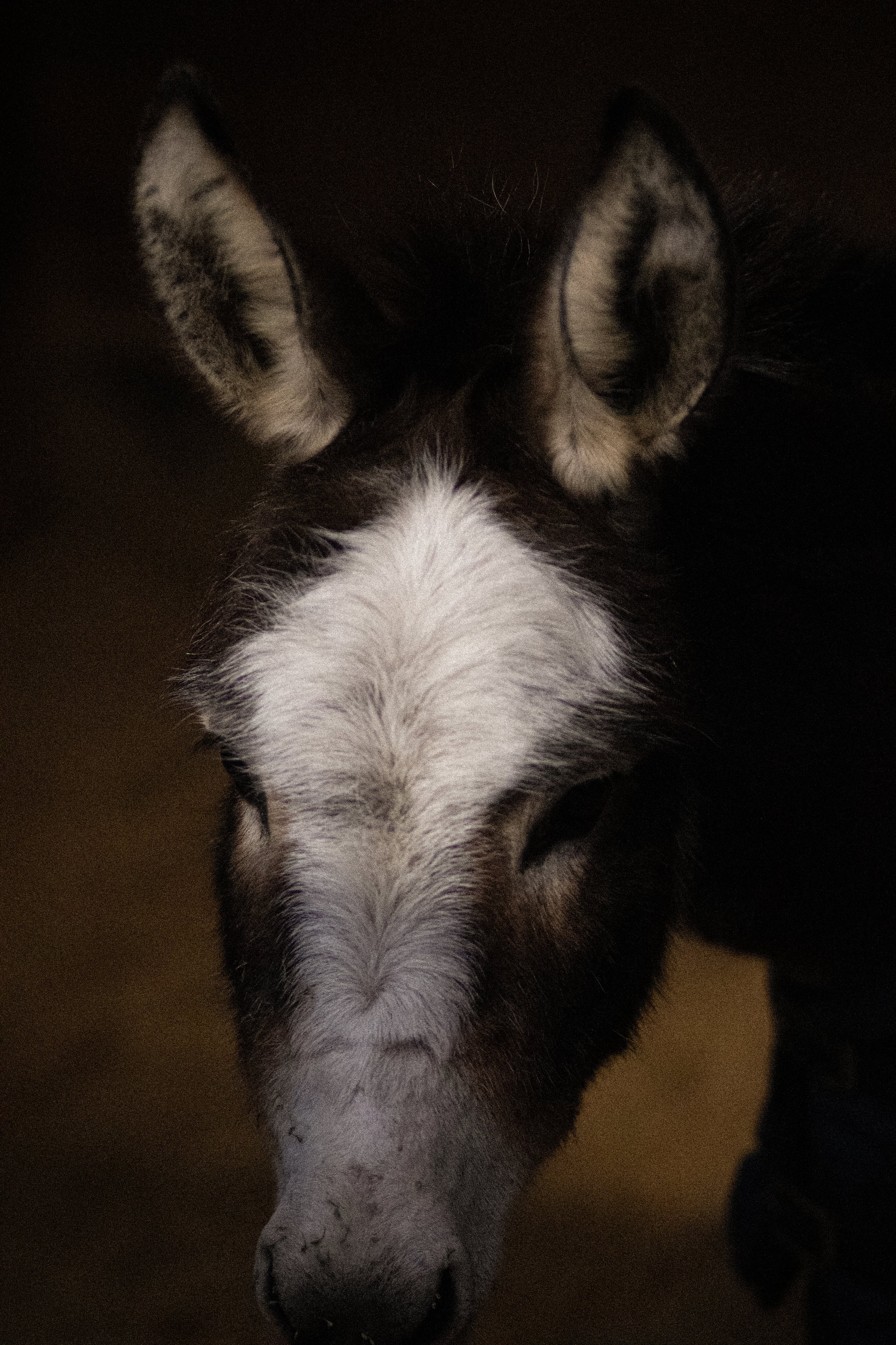 Close-up miniature donkey portrait by a professional equine photographer