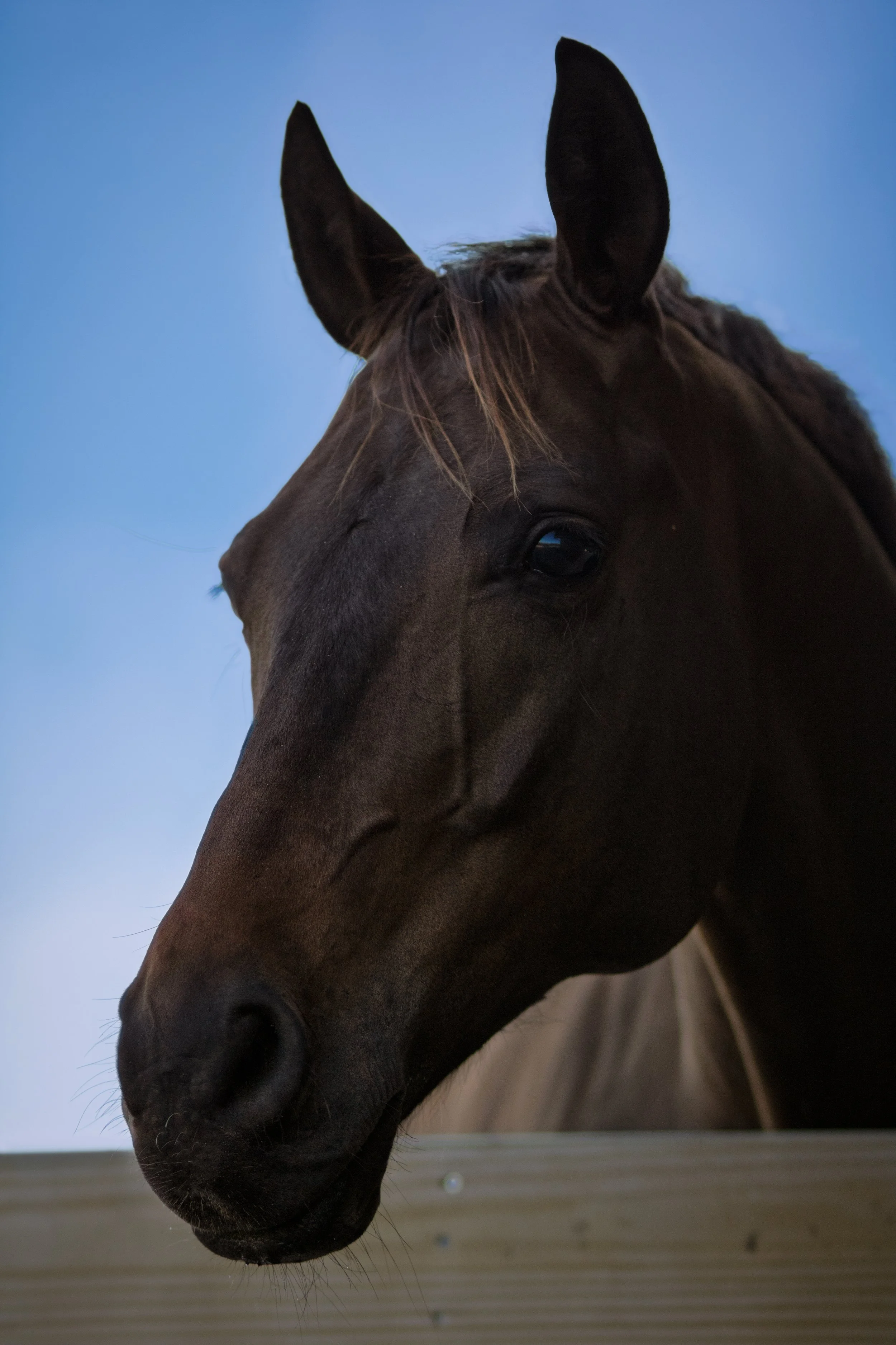 Dramatic horse portrait highlighting contrast between the subject and bright blue sky