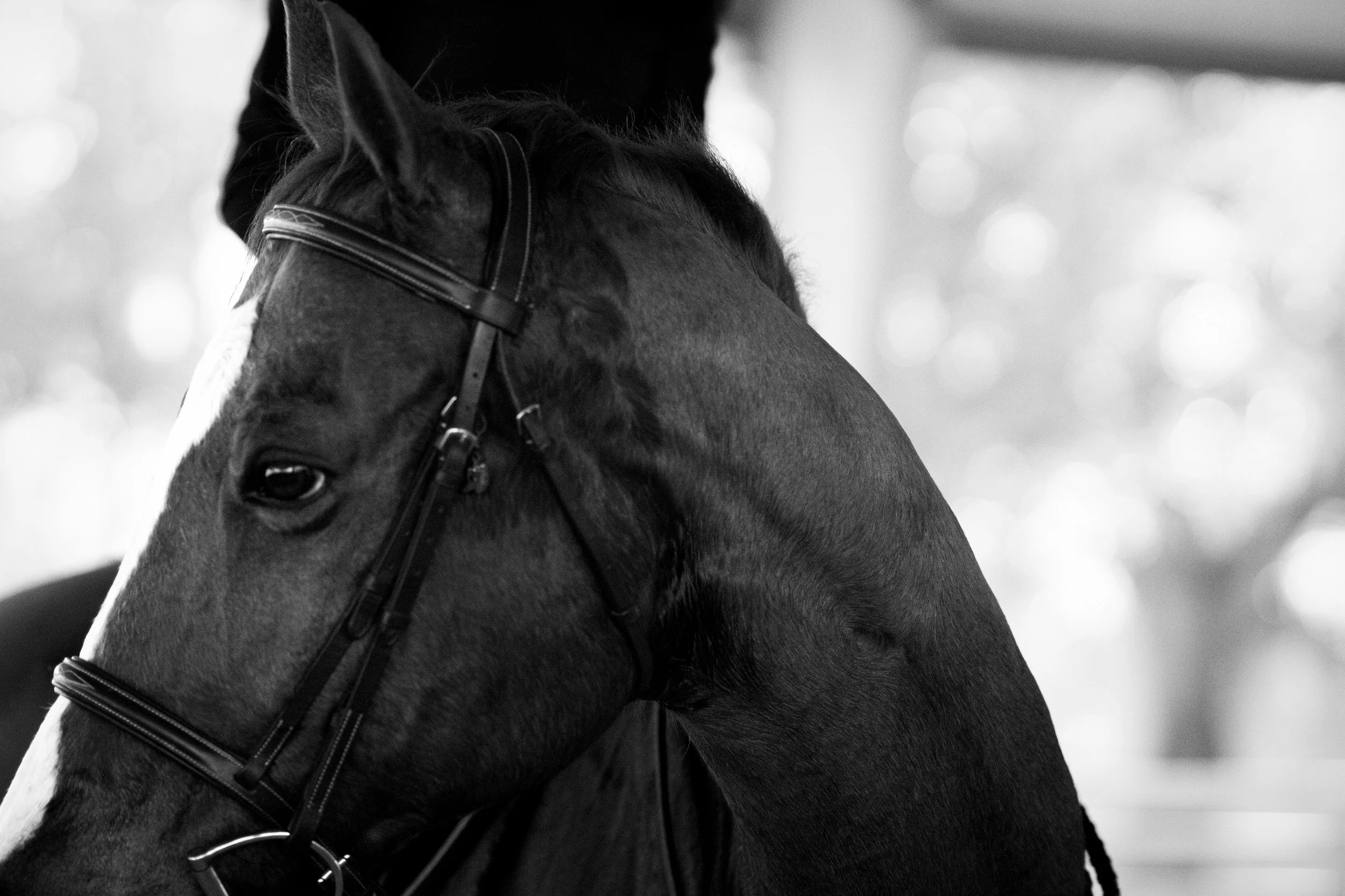 Timeless black and white equine photography showing a horse in profile with rider