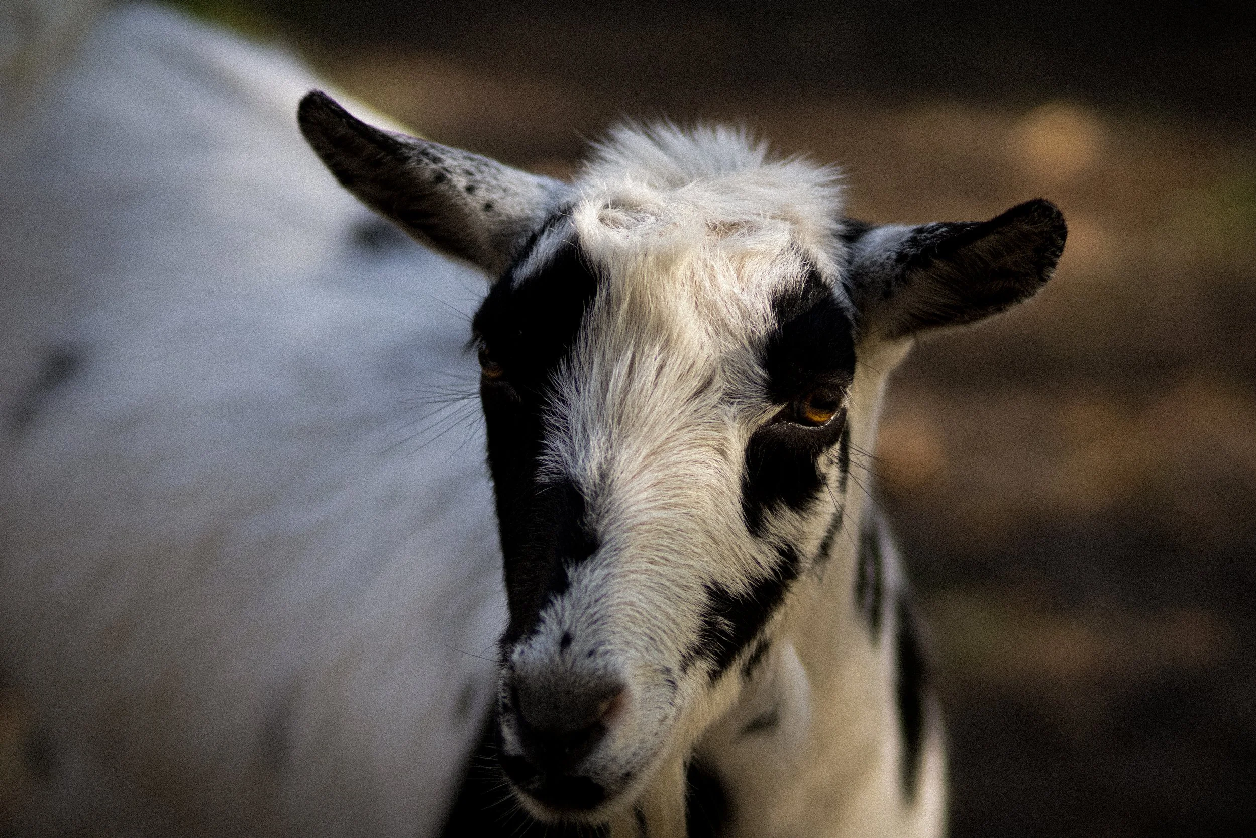 Moody wildlife photography of a goat in natural light