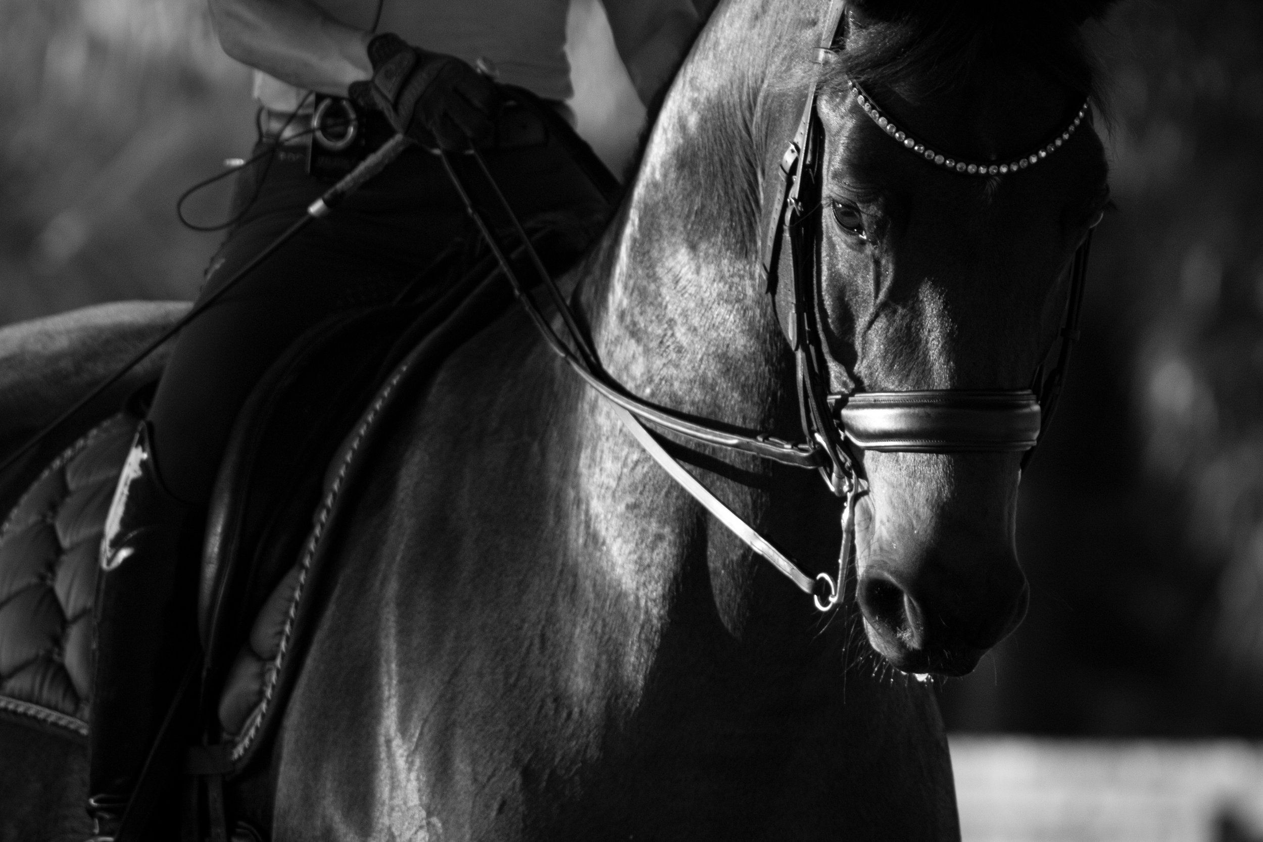 Elegant dressage horse portrait photographed by a professional equine photographer