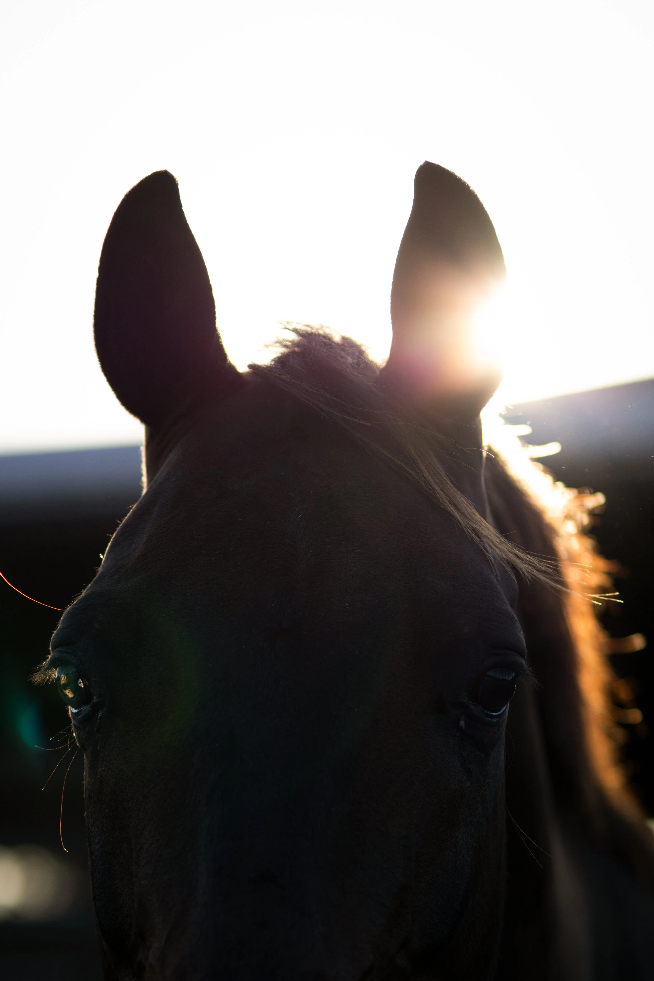 Close-up fine art equine photograph of a horse’s eyes illuminated by sun rays and lens flare