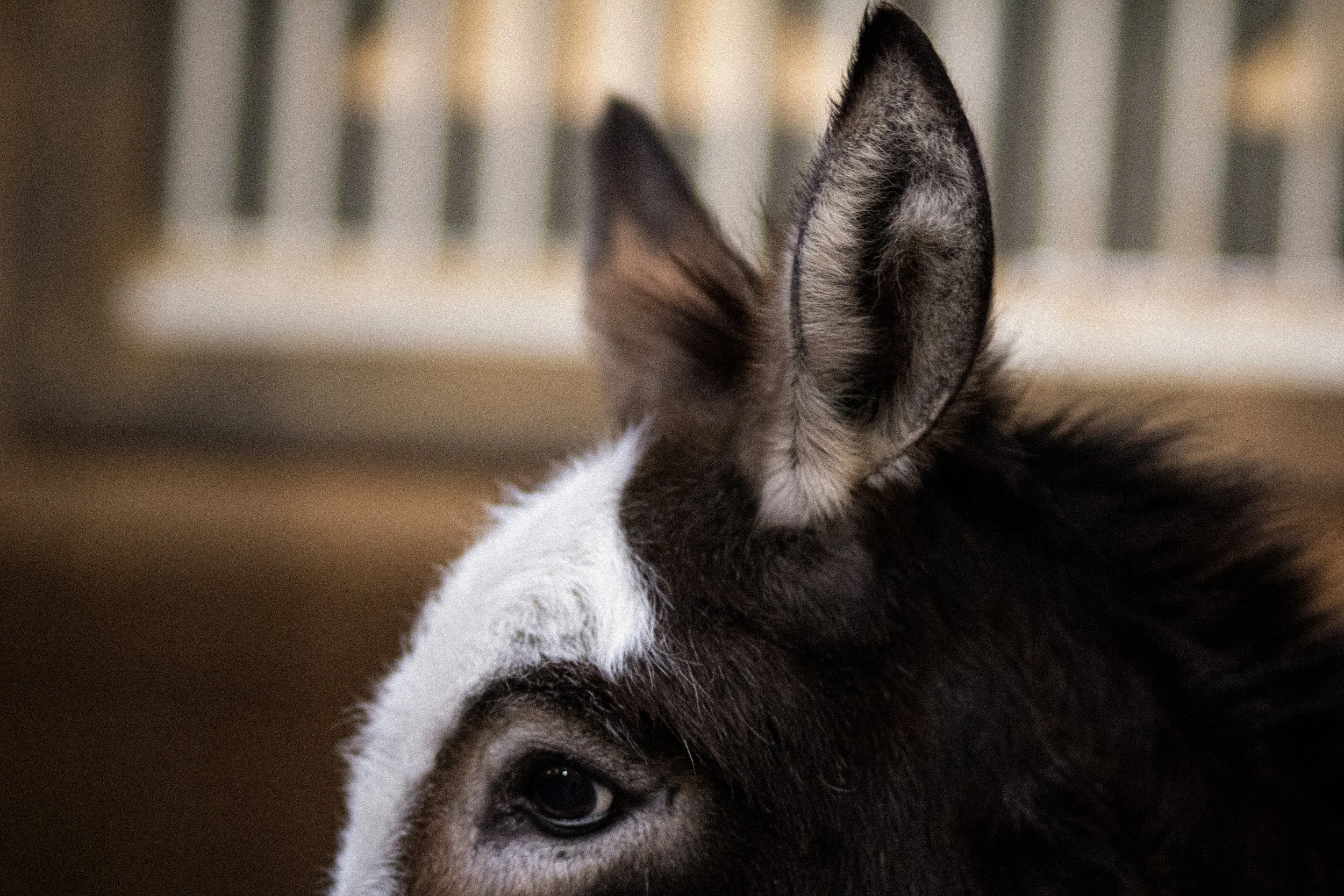 Moody equine photography capturing the texture and expression of a miniature donkey