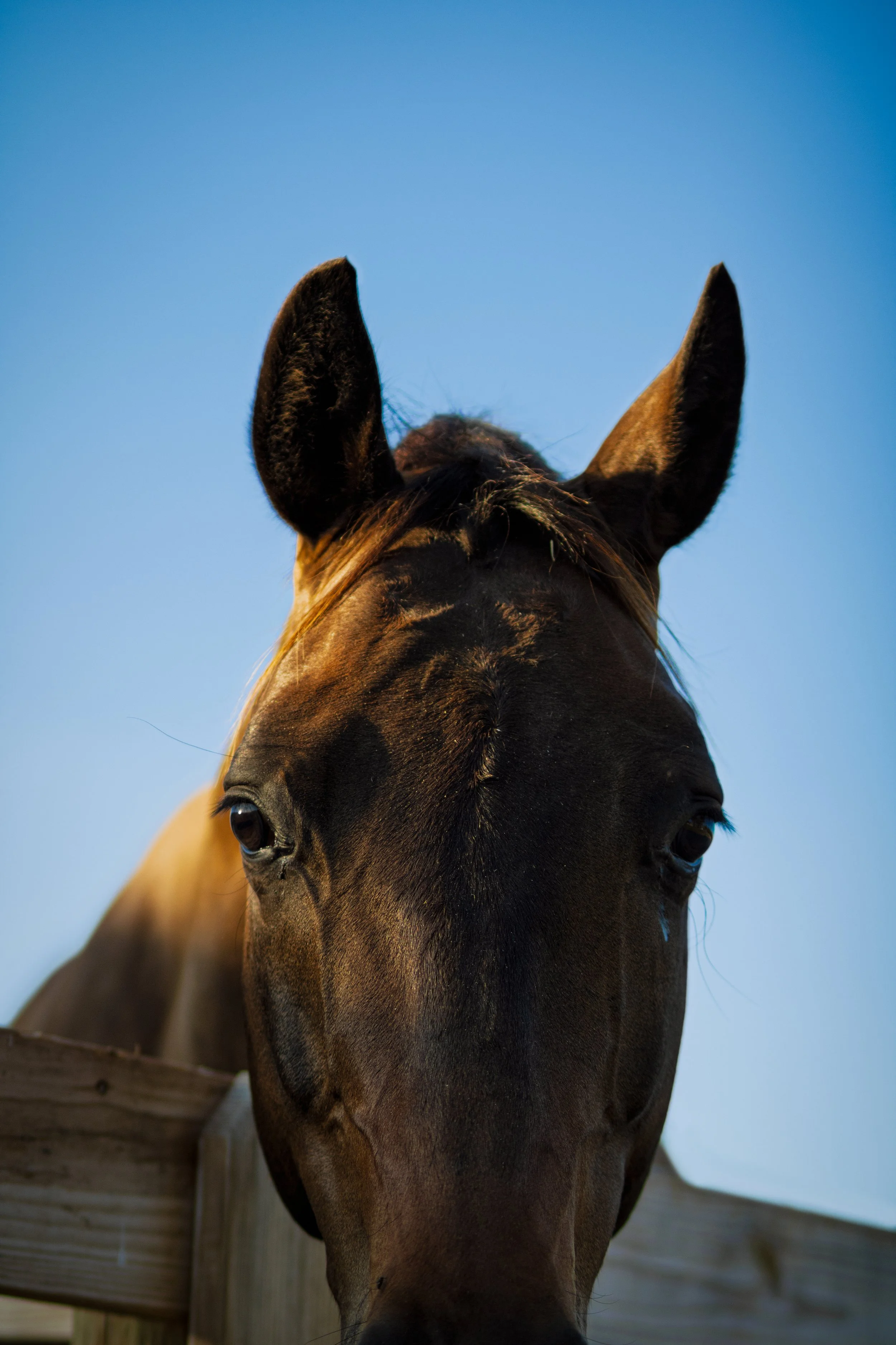 Close-up equine portrait of a horse’s face against a bright blue sky in Palm City, Florida