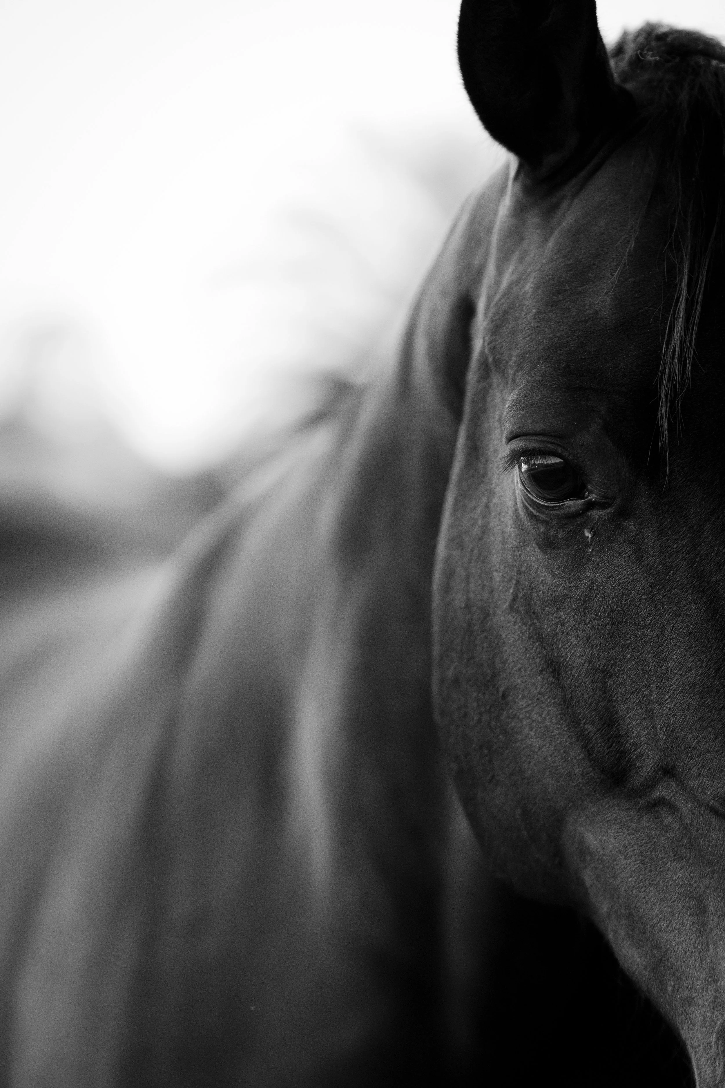 Fine art dramatic close-up portrait of a horse in its pasture
