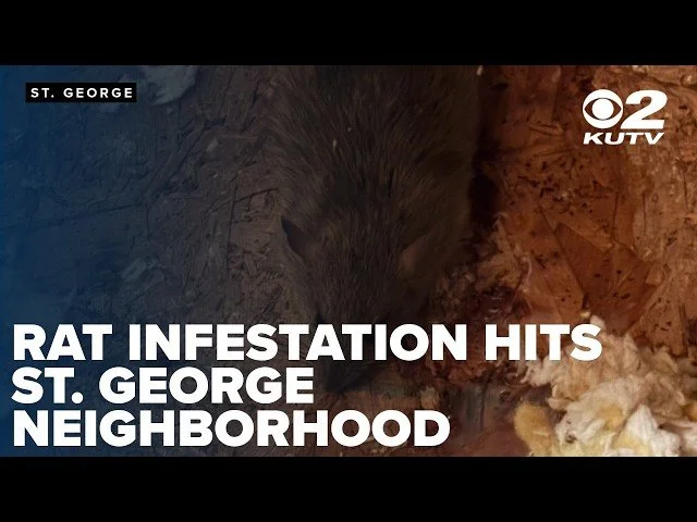 Rats Are Moving Into Southern Utah Homes. Here's What Every Homeowner Needs to Know.