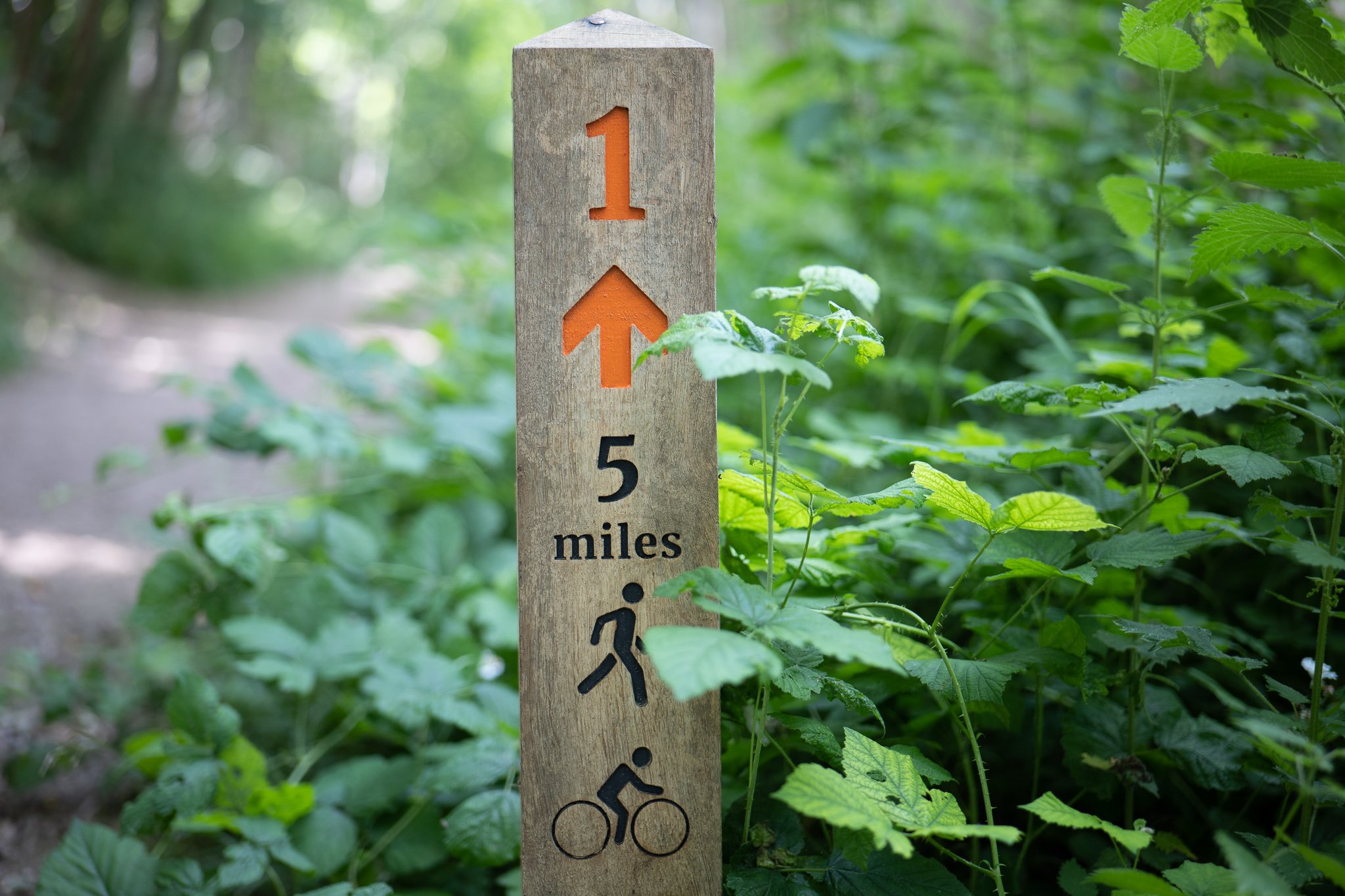 Spring Foraging w/tasters, HACKNEY MARSHES, London. 