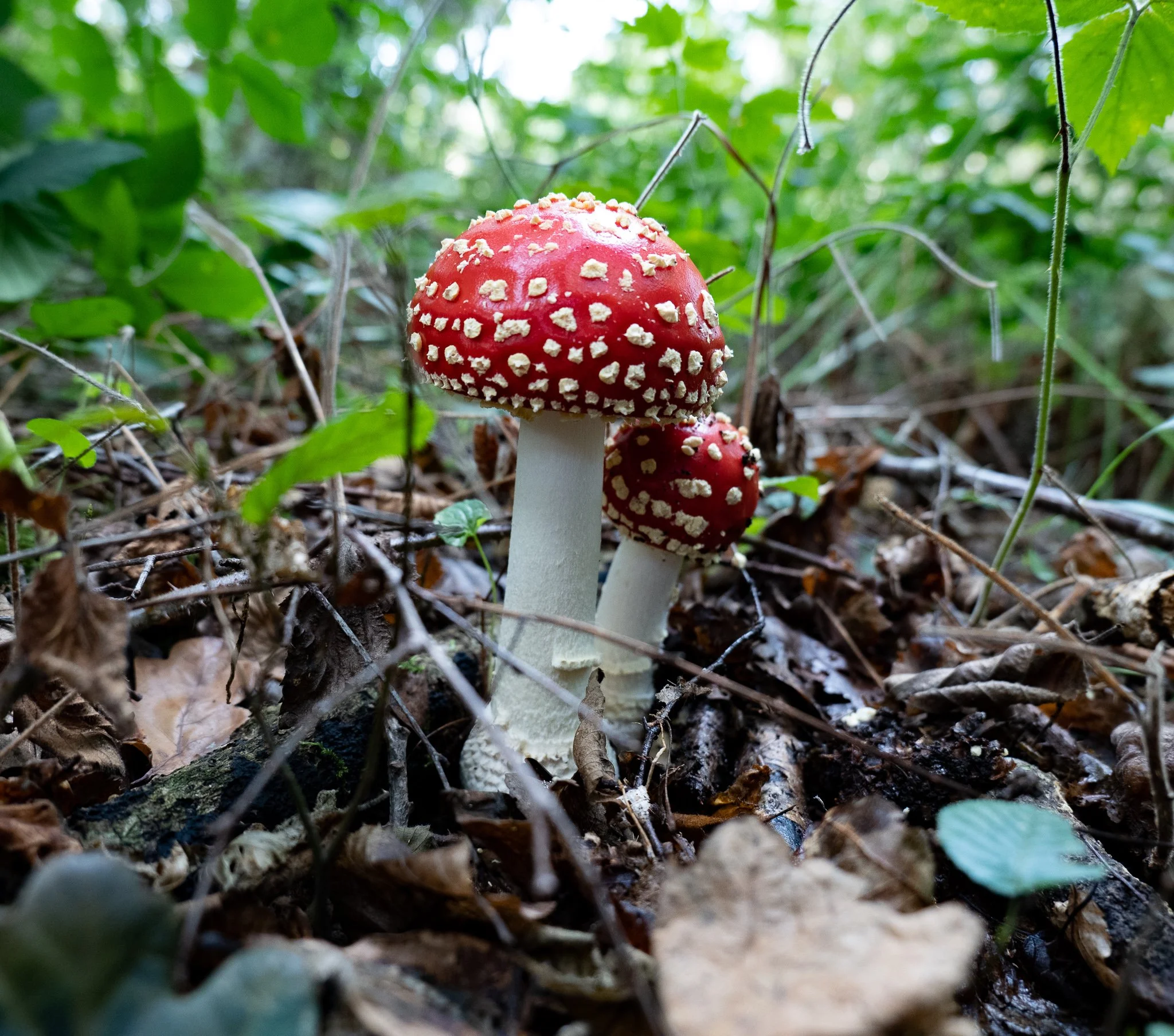 P1099501.jpg