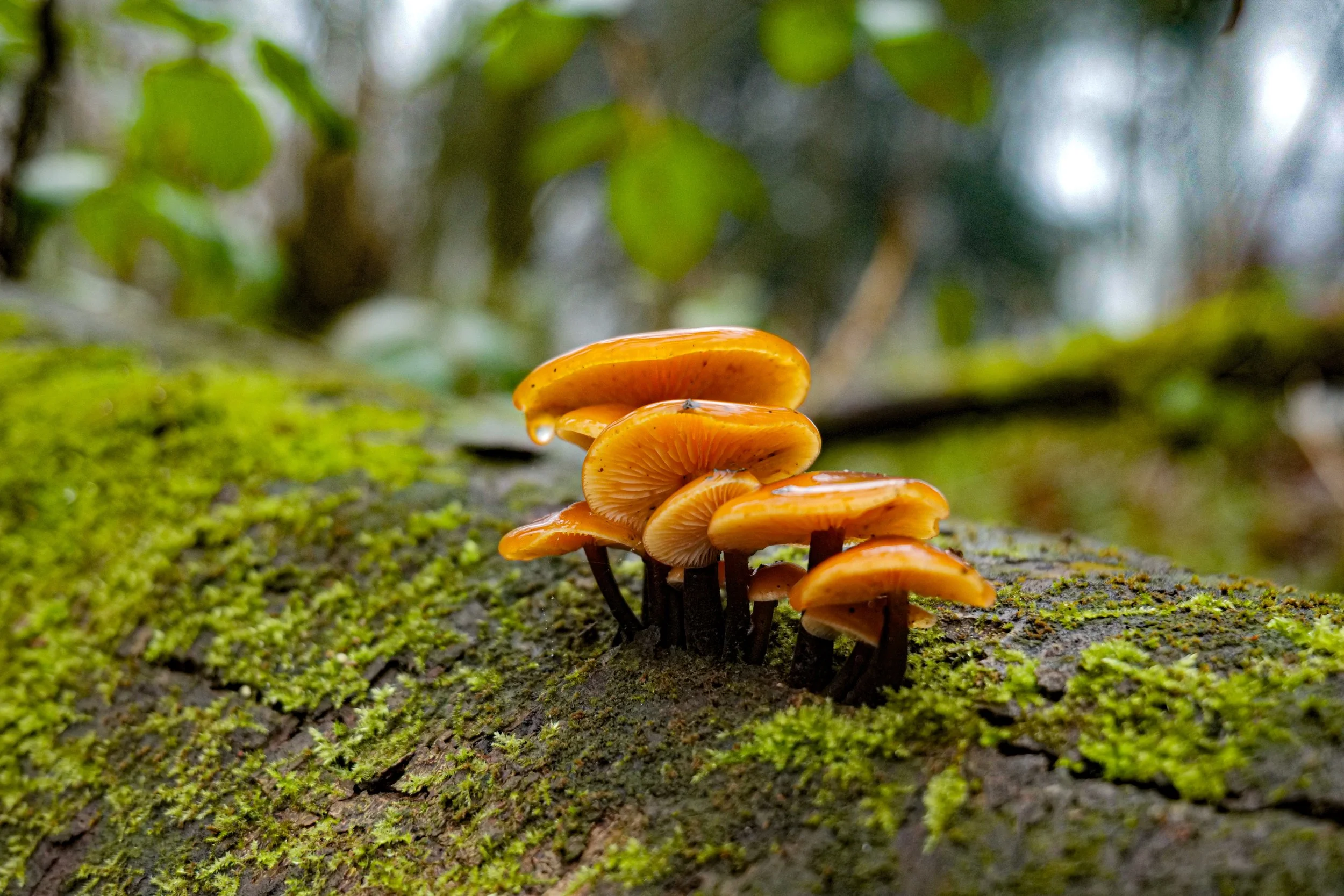 Cluster of orange mushrooms growing on a moss-covered tree trunk in a forest.