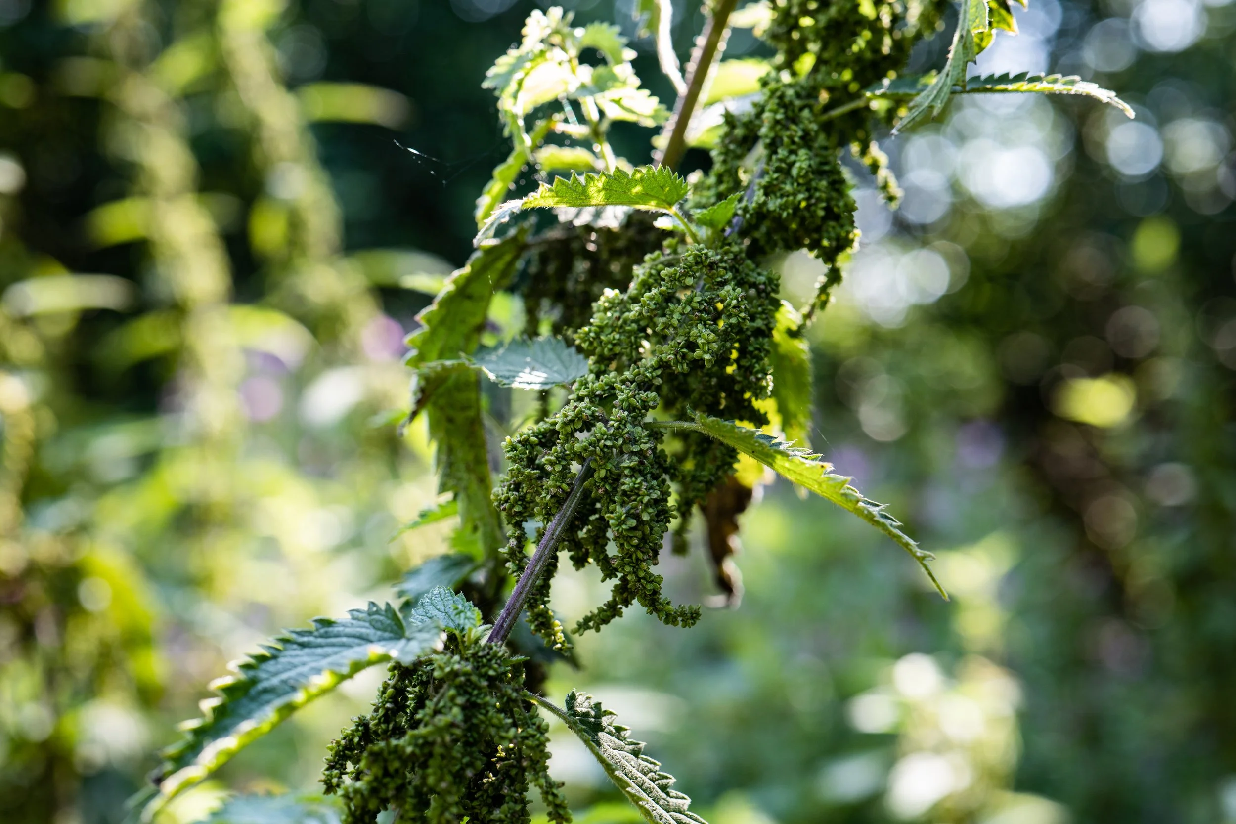 Close-up of a green plant with small clusters of unripe berries and jagged leaves, illuminated by sunlight.