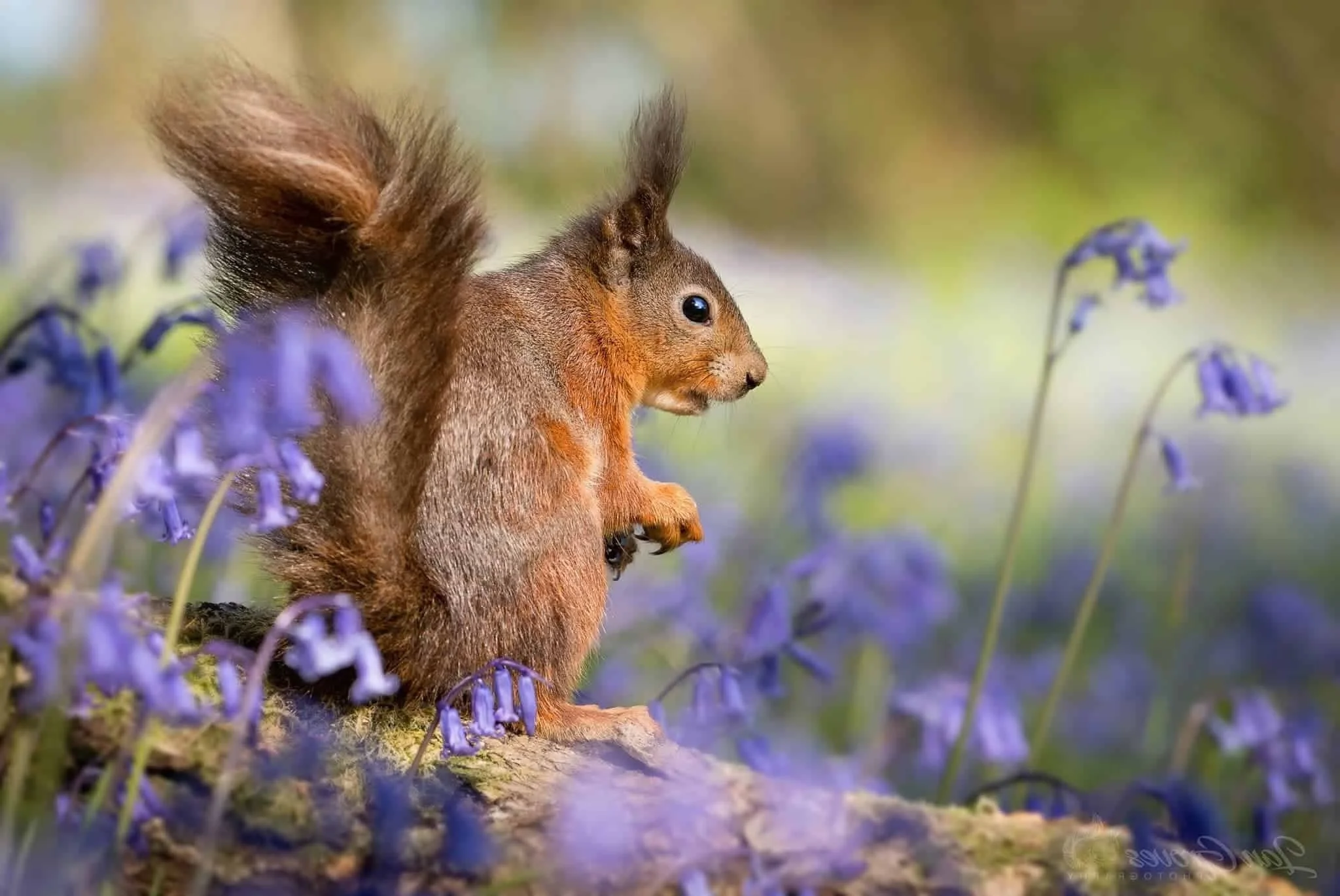 A red squirrel with bushy tail surrounded by purple wildflowers in a natural setting.