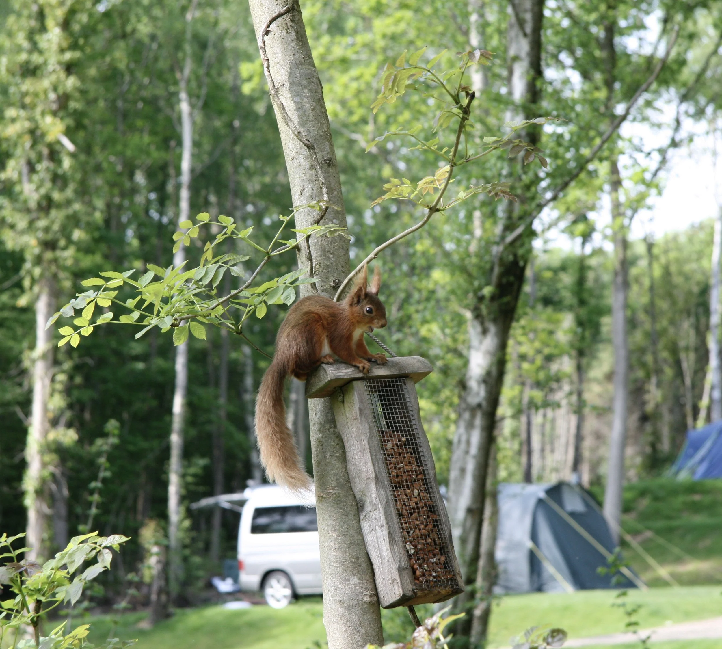 A red squirrel on a wooden platform attached to a tree in a wooded area with tents and a white van in the background.
