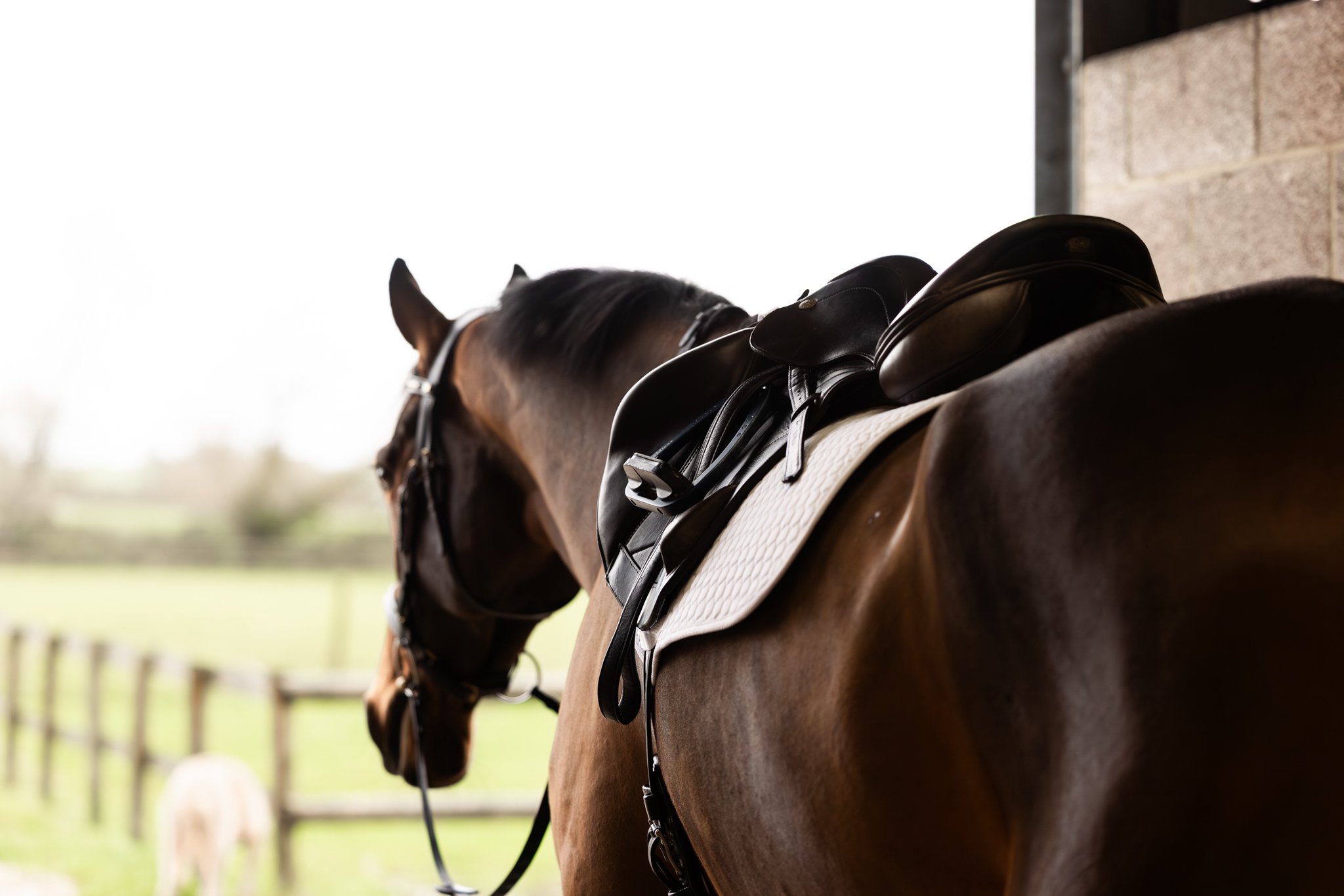 A brown horse with a black mane is saddled and bridled inside a stable, with a pasture and a white horse outside in the background.